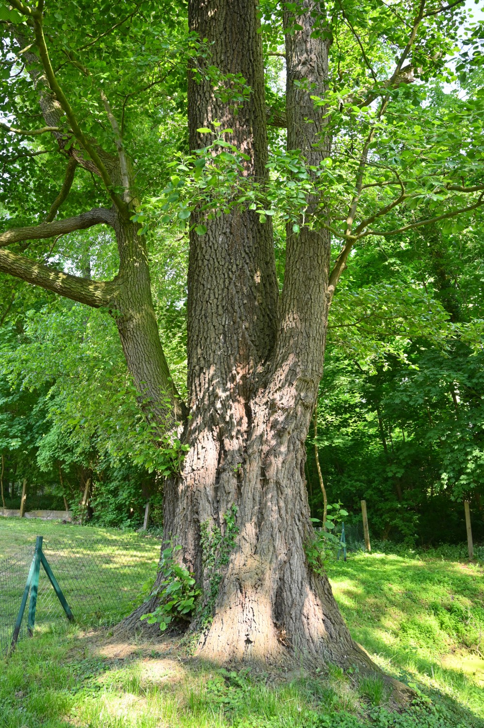 Alnus glutinosa - Meßdorf - Mai 2023
