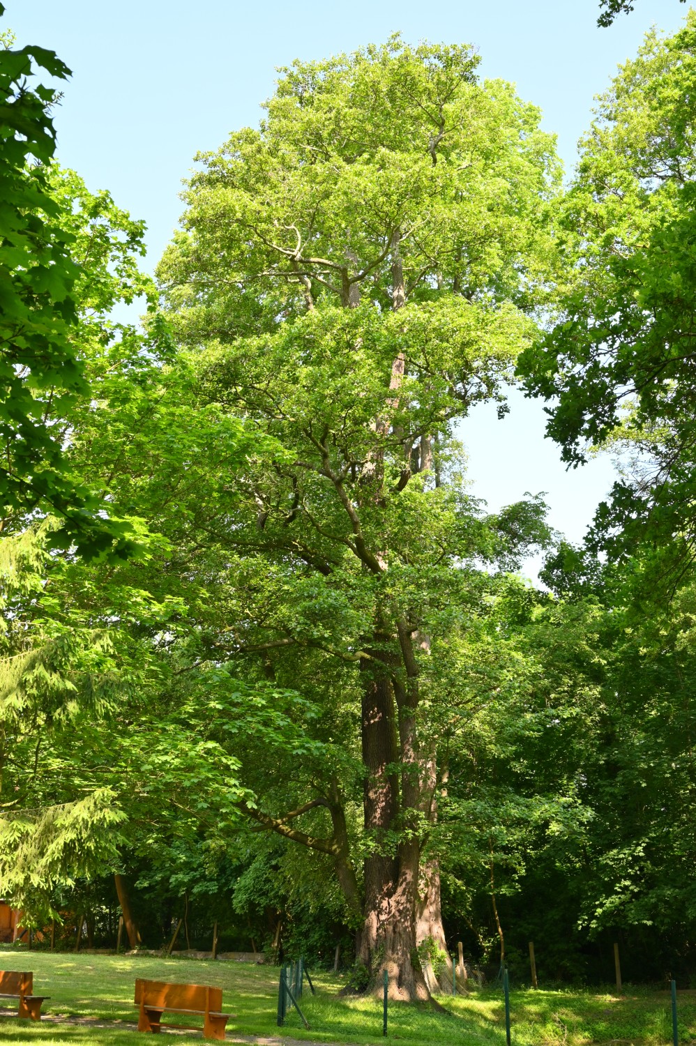Alnus glutinosa - Meßdorf - Mai 2023
