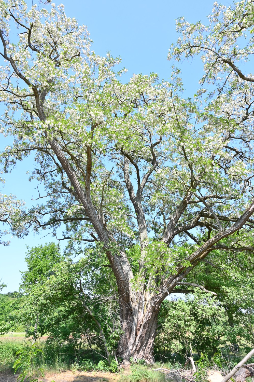 Robinia pseudoacacia - Brunkau - Juni 2023