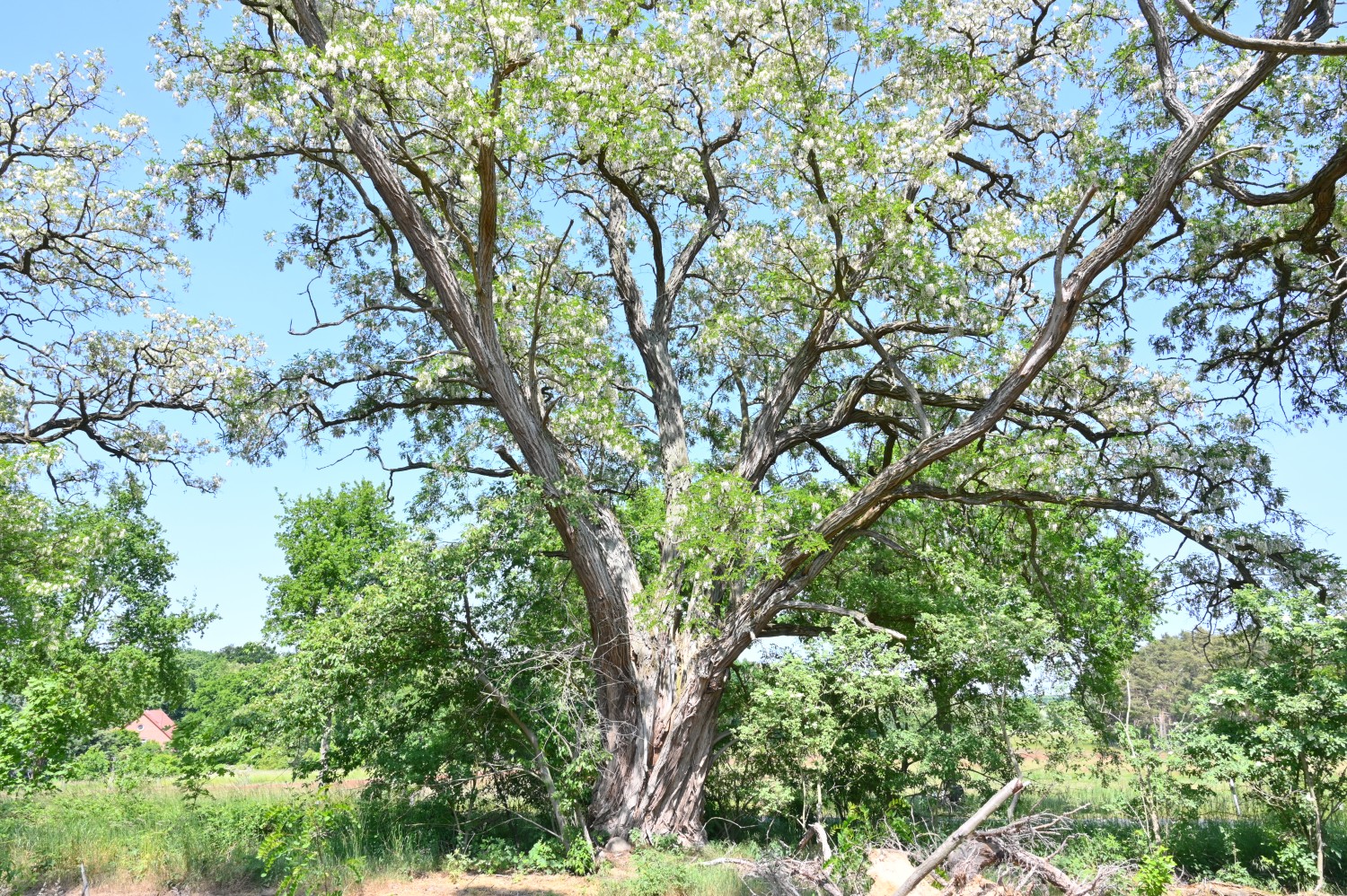 Robinia pseudoacacia - Brunkau - Juni 2023