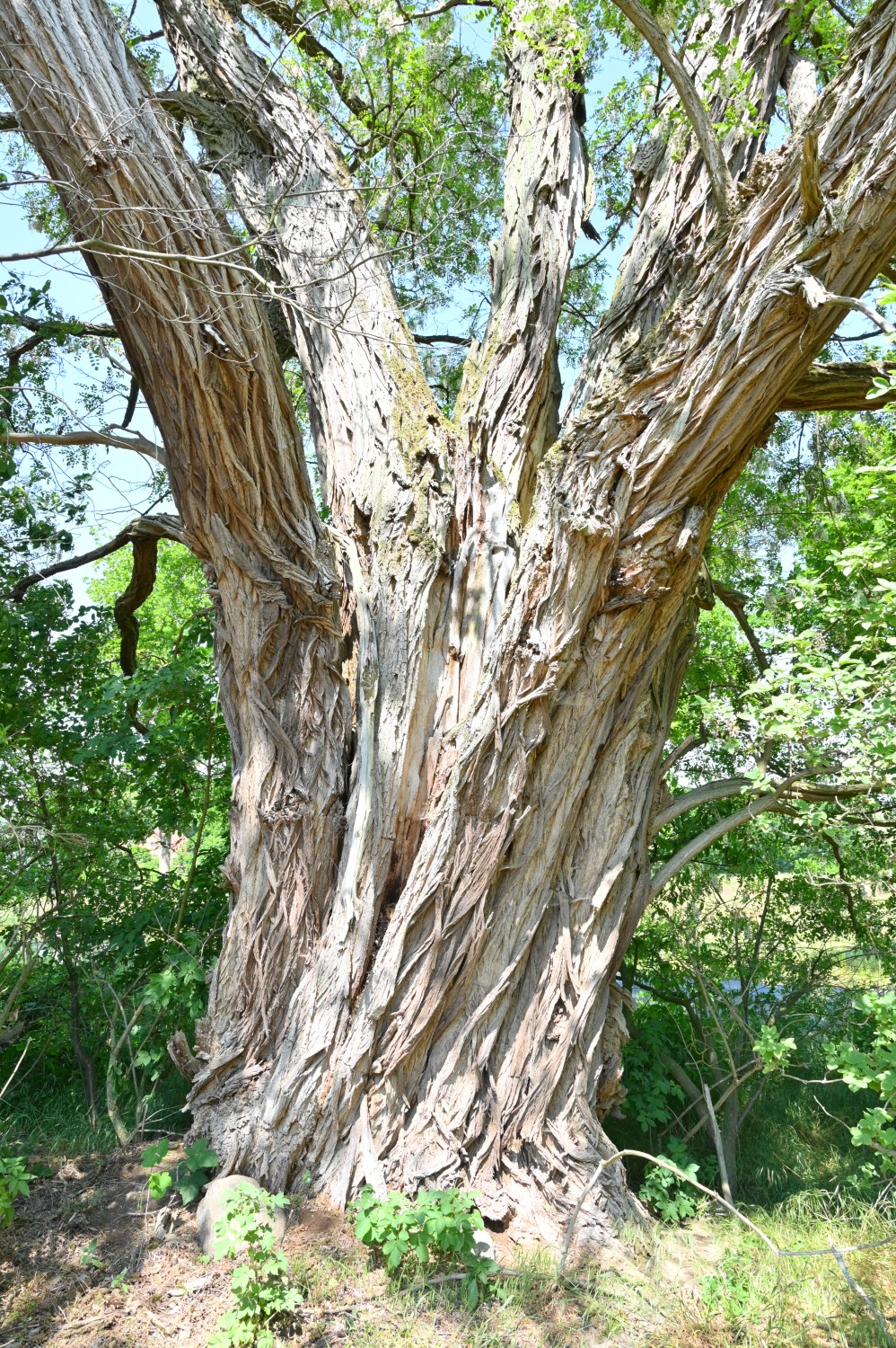 Robinia pseudoacacia - Brunkau - Juni 2023