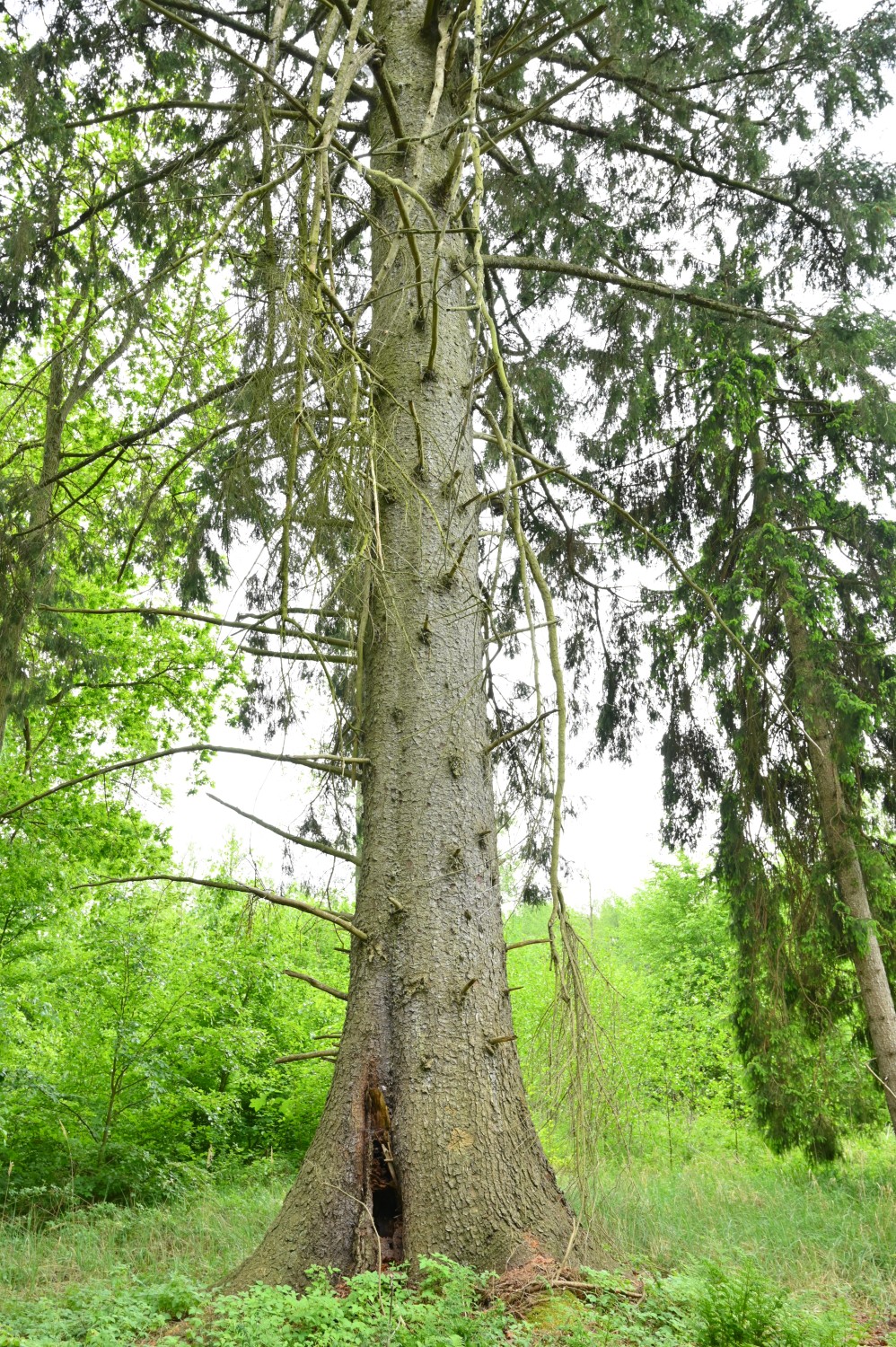 Picea sitchensis - Forst Schuenhagen - Mai 2023
