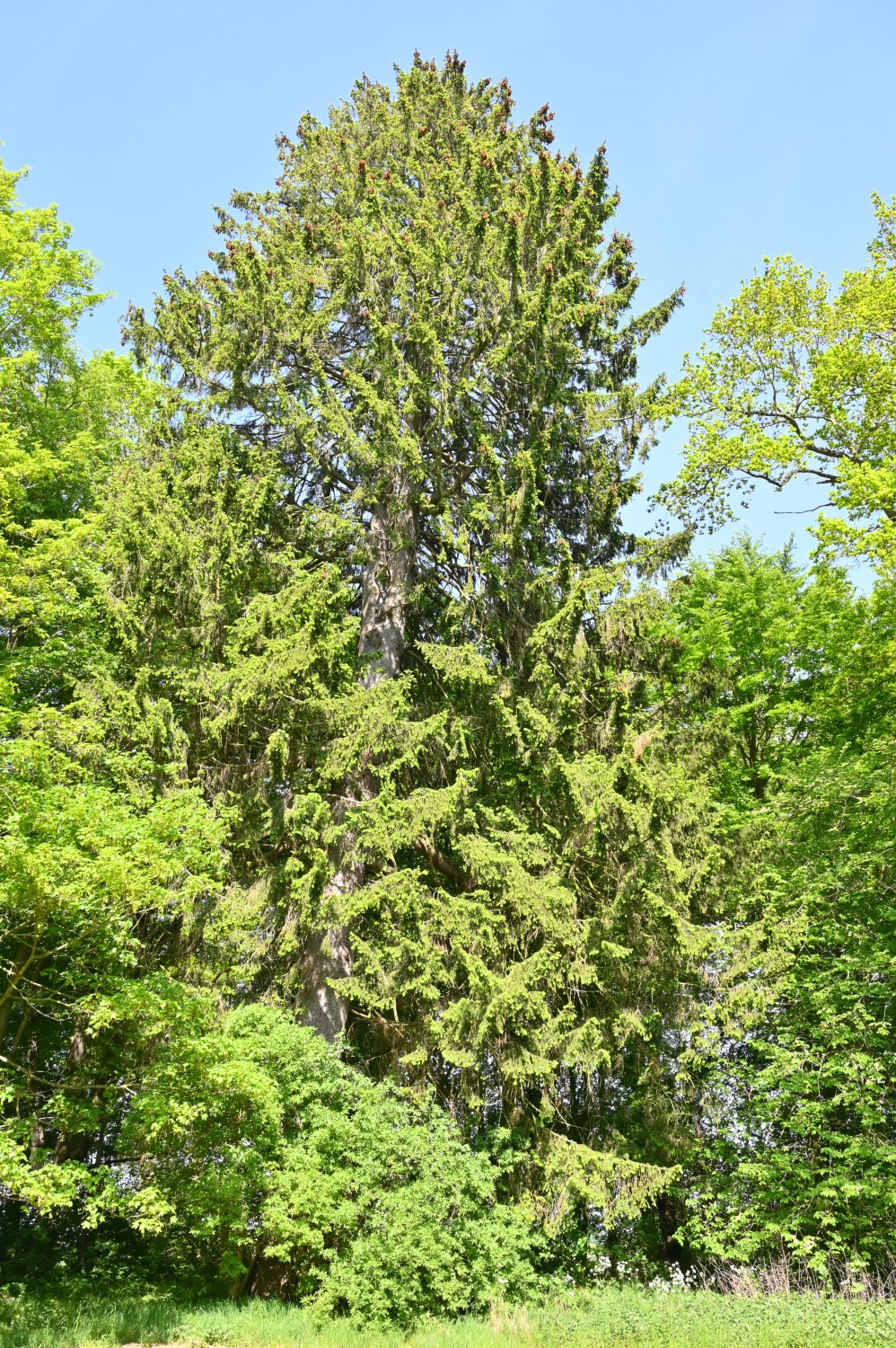 Picea abies - Gutspark Pantlitz - Mai 2023