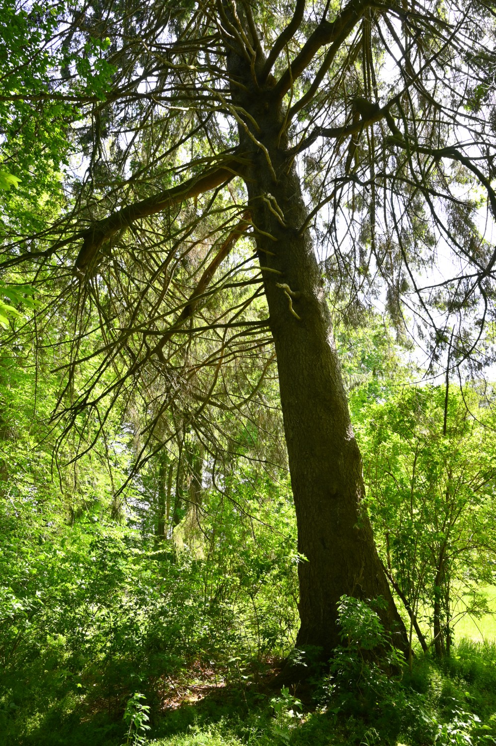 Picea abies - Gutspark Pantlitz - Mai 2023
