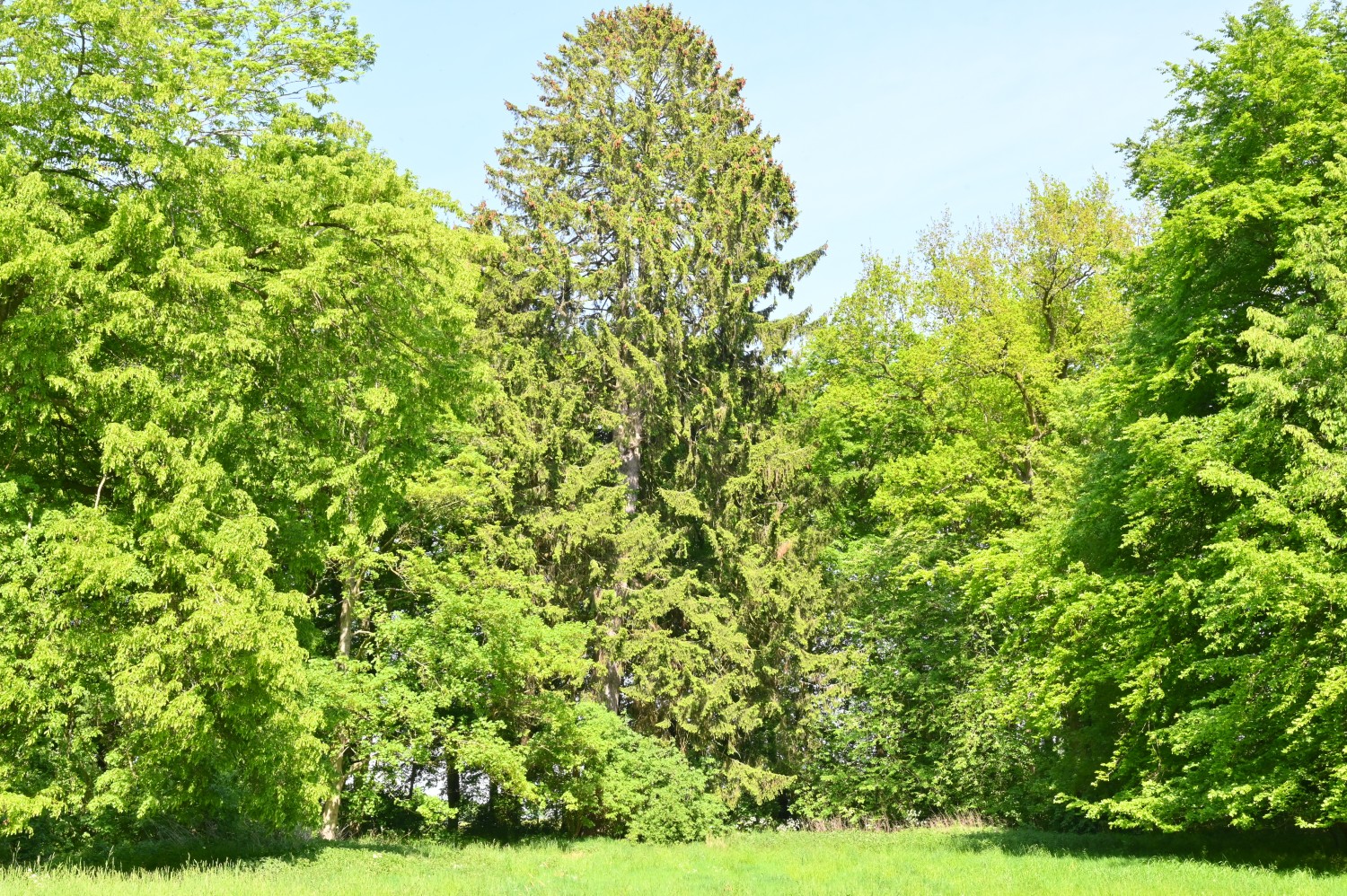 Picea abies - Gutspark Pantlitz - Mai 2023