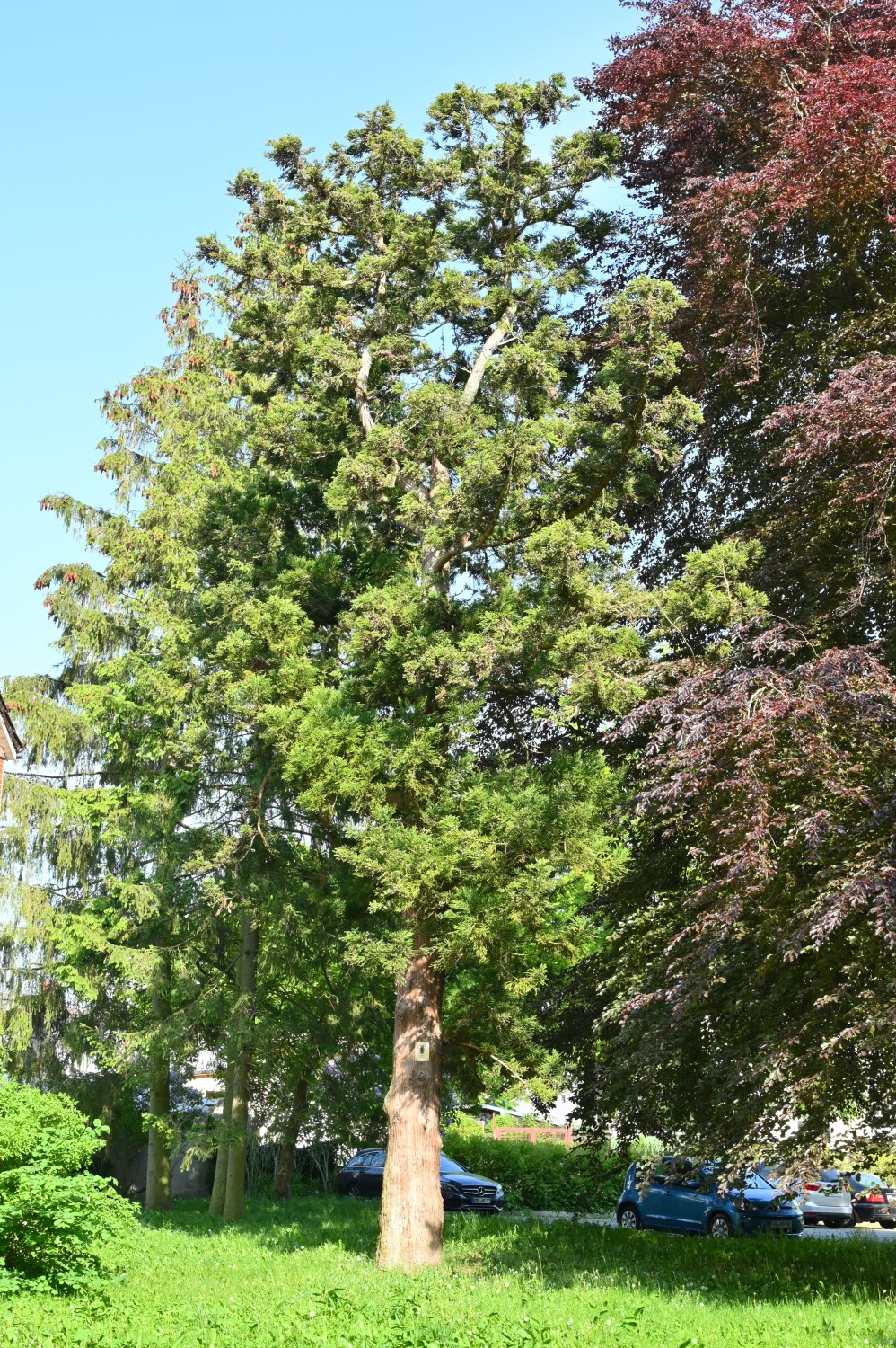Cryptomeria japonica - Ribnitz Klosterpark - Mai 2023