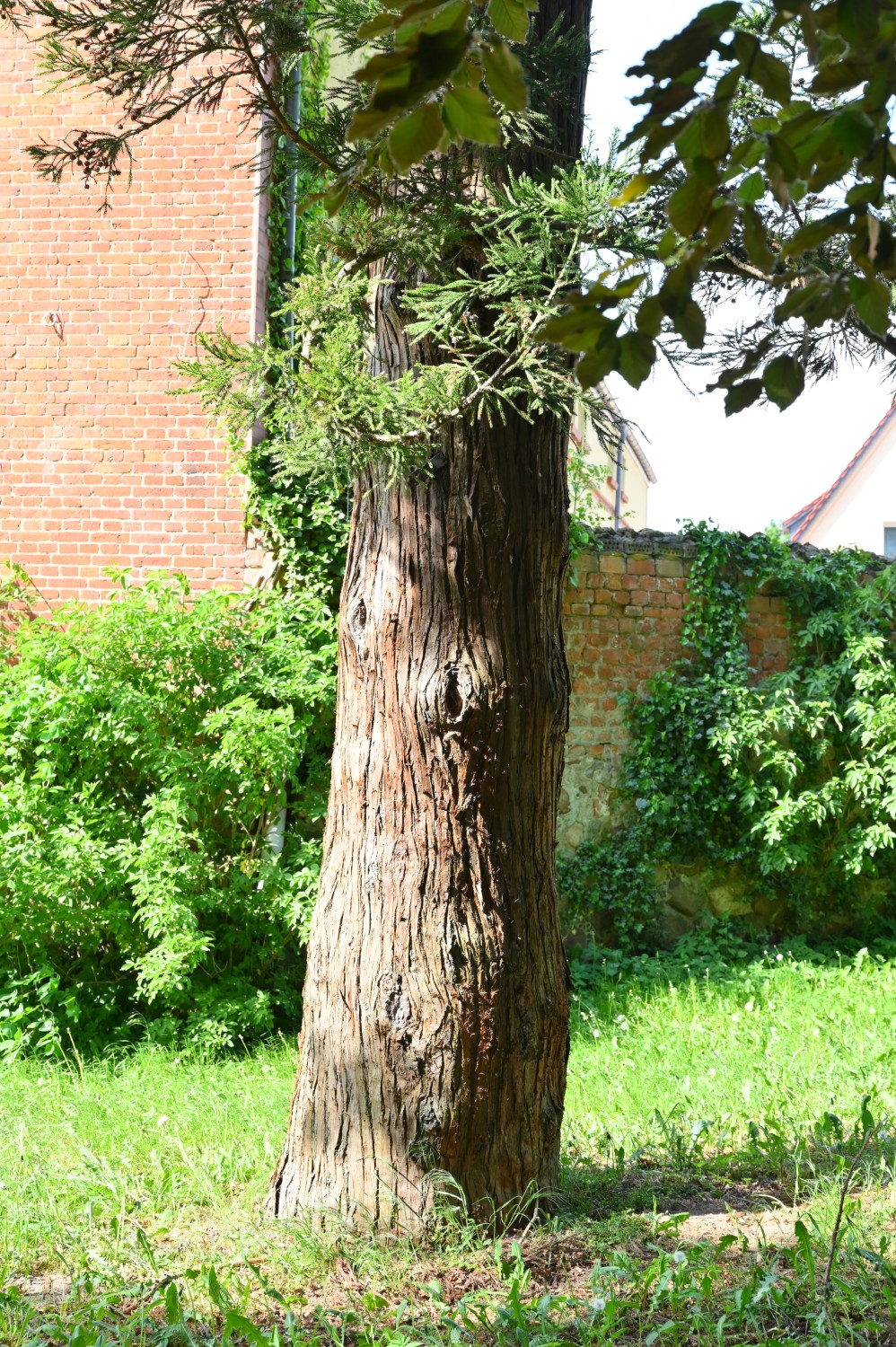 Cryptomeria japonica - Ribnitz Klosterpark - Mai 2023