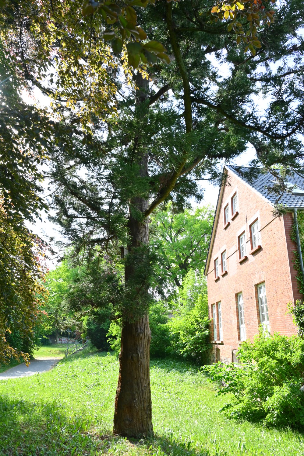 Cryptomeria japonica - Ribnitz Klosterpark - Mai 2023