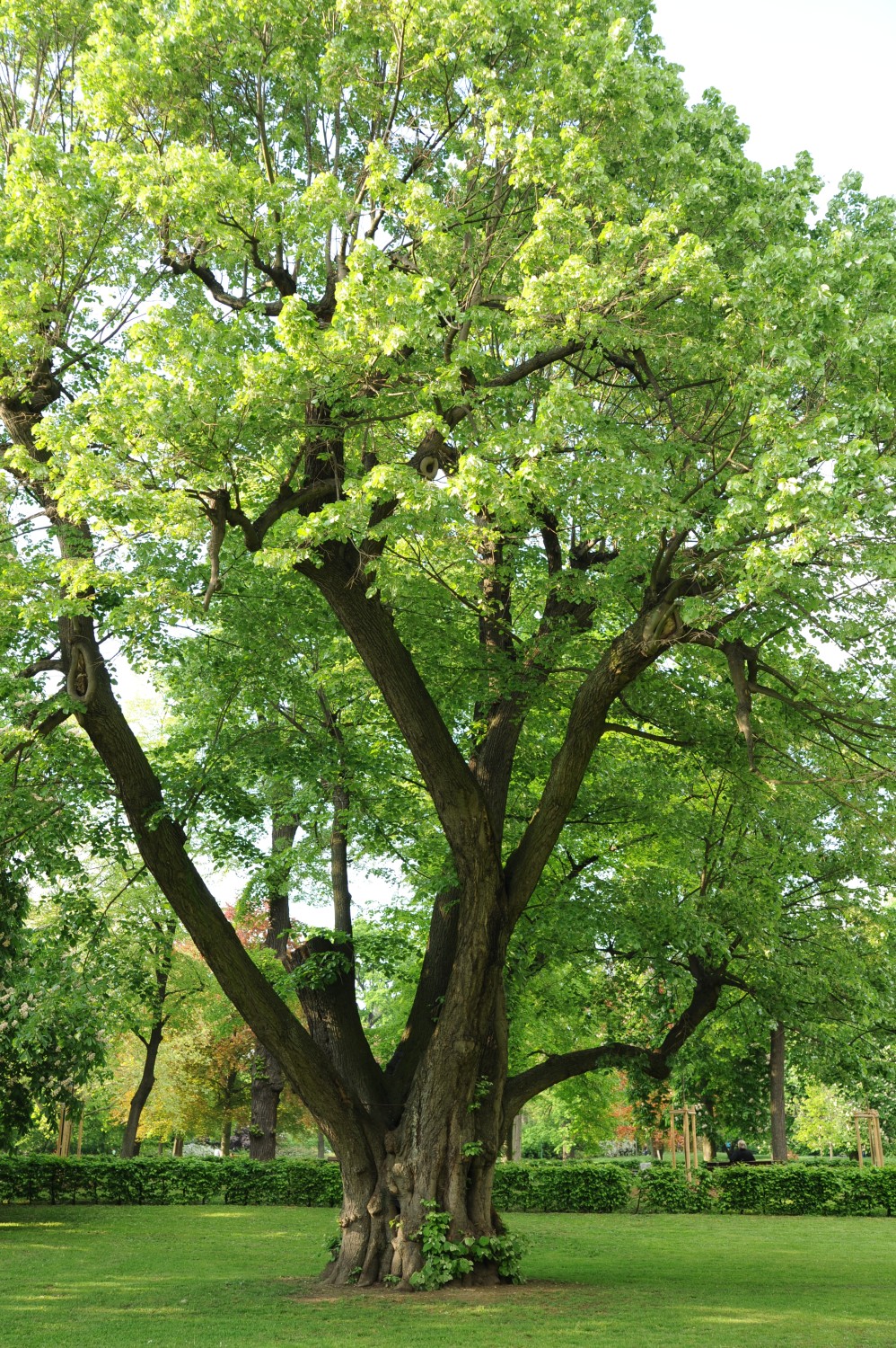 Silber-Linde - Herrngarten Darmstadt - November 2023