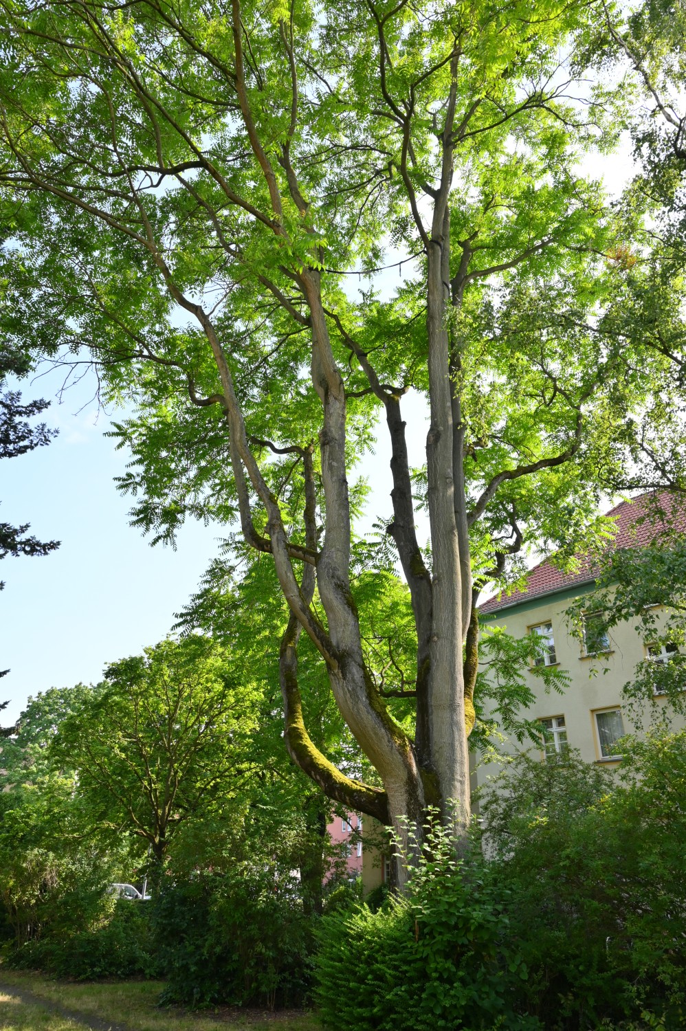 Ailanthus altissima - Berlin-Tempelhof - Juni 2023