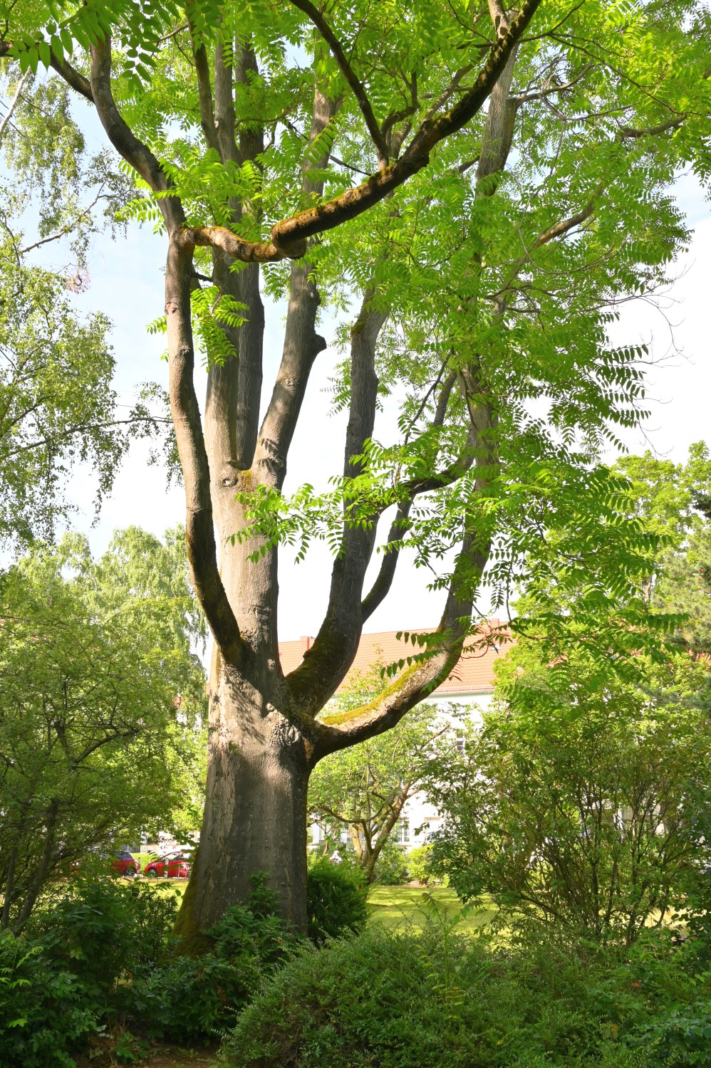 Ailanthus altissima - Berlin-Tempelhof - Juni 2023