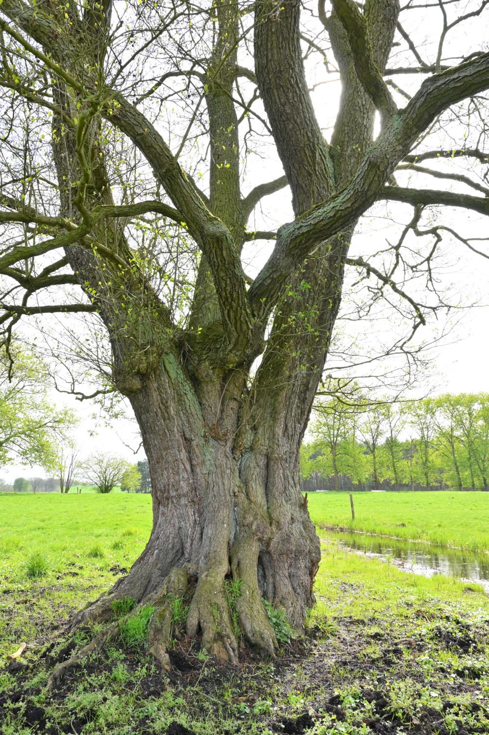Schwarz-Erle bei Wendhof - April 2023