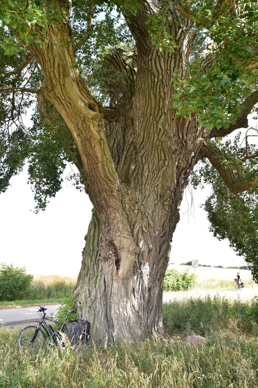Schwarz-Pappel, Sommersdorf, Juni 2018