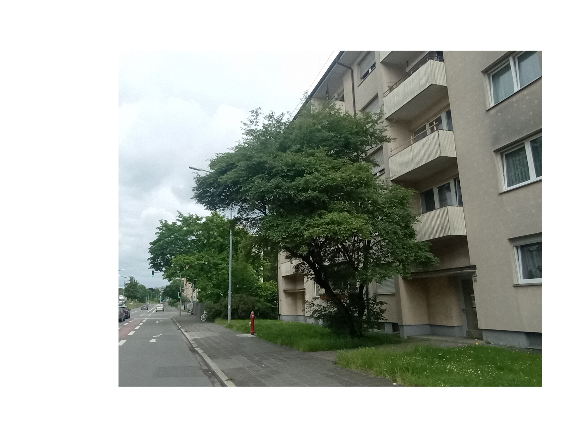 Amelanchier × lamarckii - Nürnberg-St.Johannis - Mai 2024