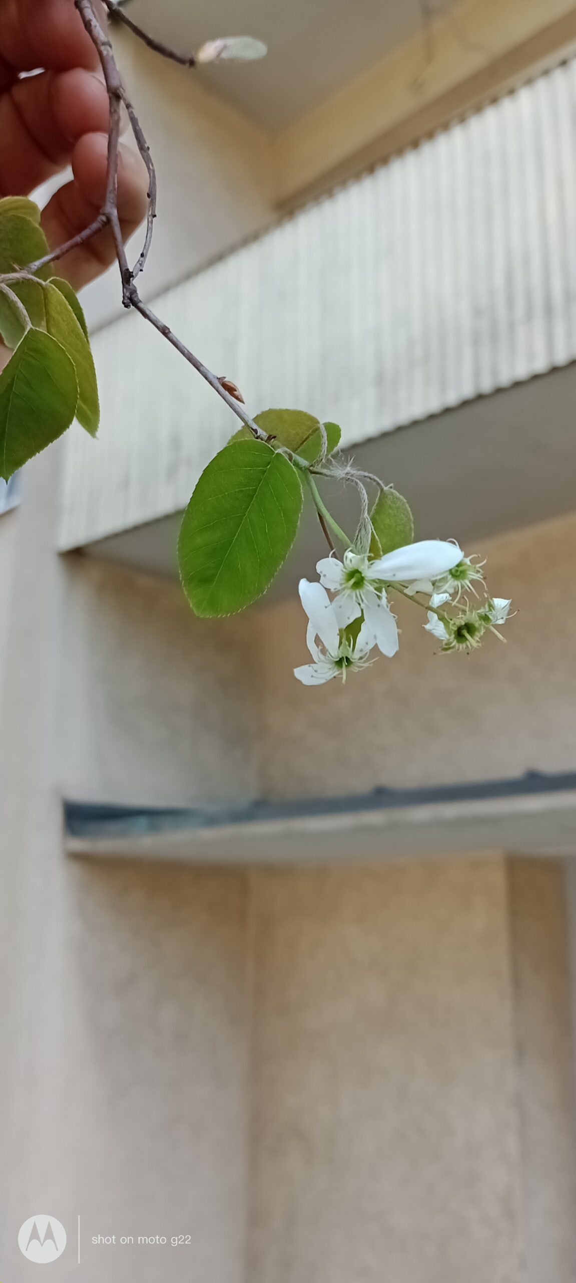 Amelanchier × lamarckii - Nürnberg-St.Johannis - Mai 2024
