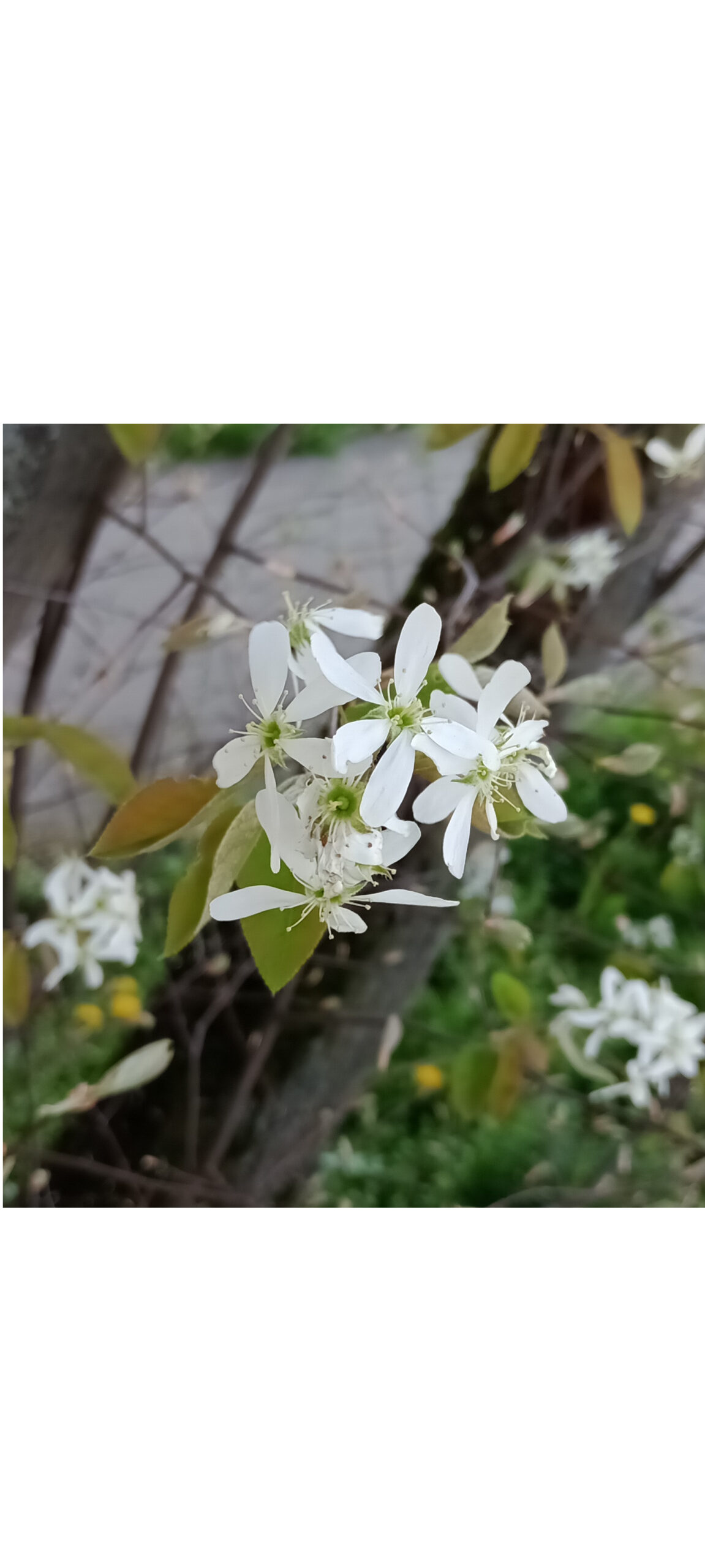 Amelanchier × lamarckii - Nürnberg-St.Johannis - Blüte zum 06.04.24