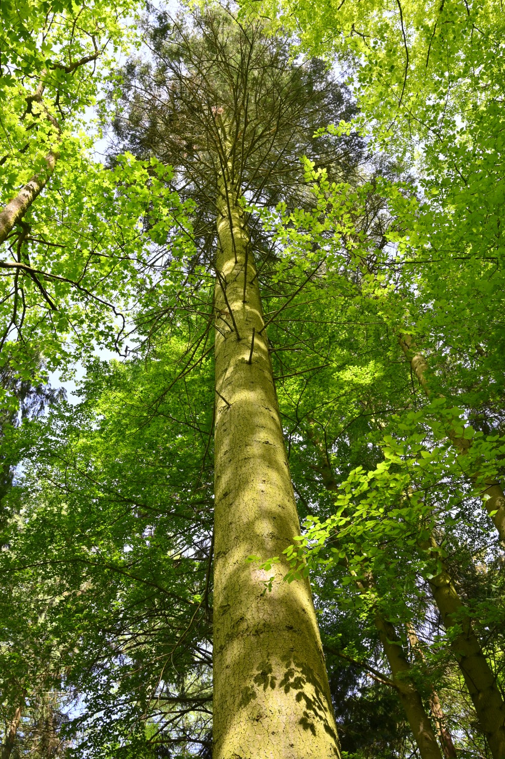 Abies grandis - Murchin - Mai 2024