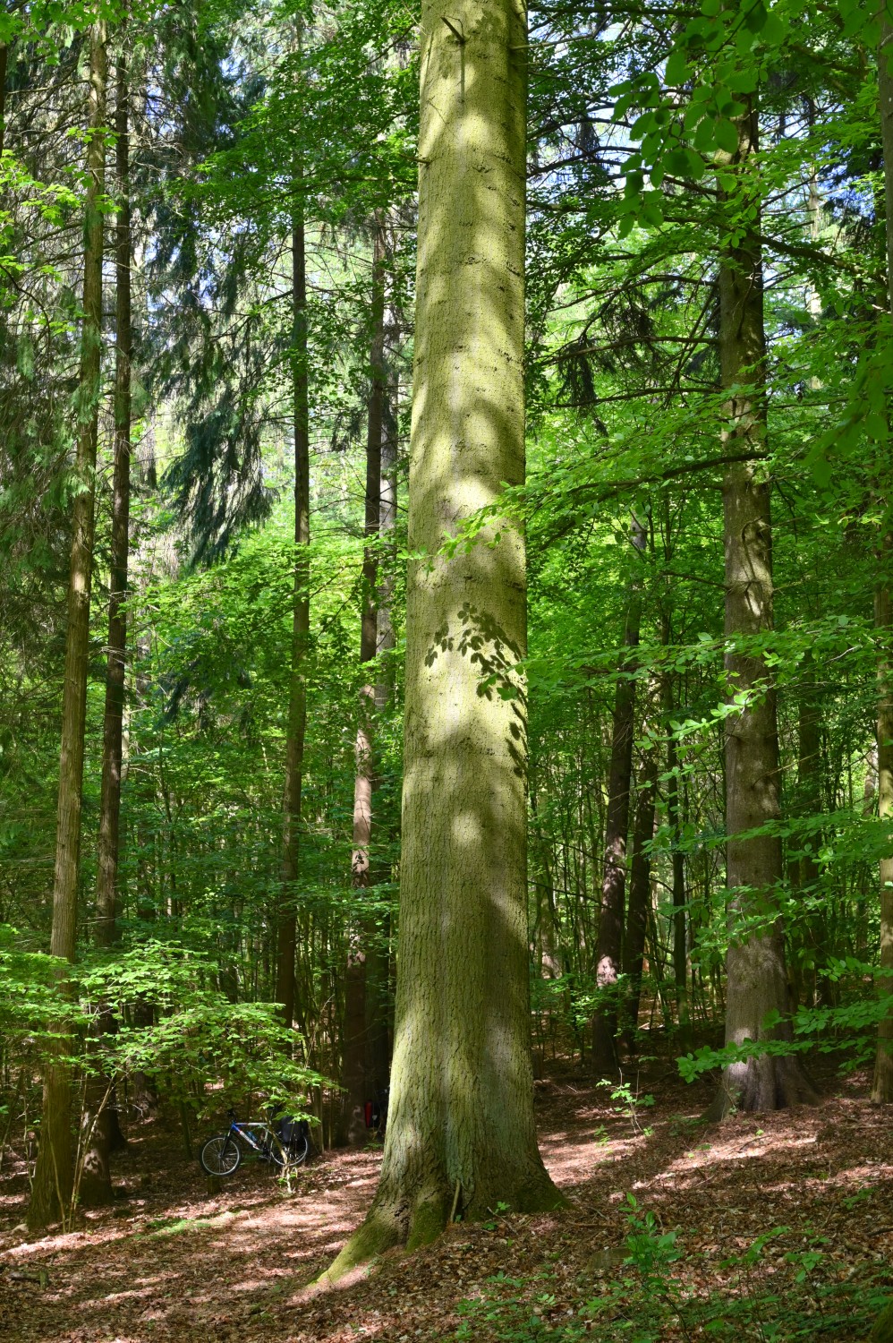 Abies grandis - Murchin - Mai 2024
