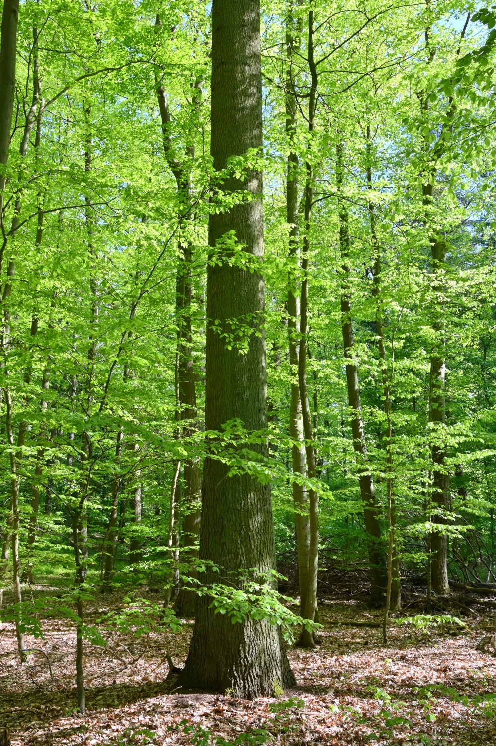 Abies grandis - Forstarboretum Lindenberg - Mai 2024