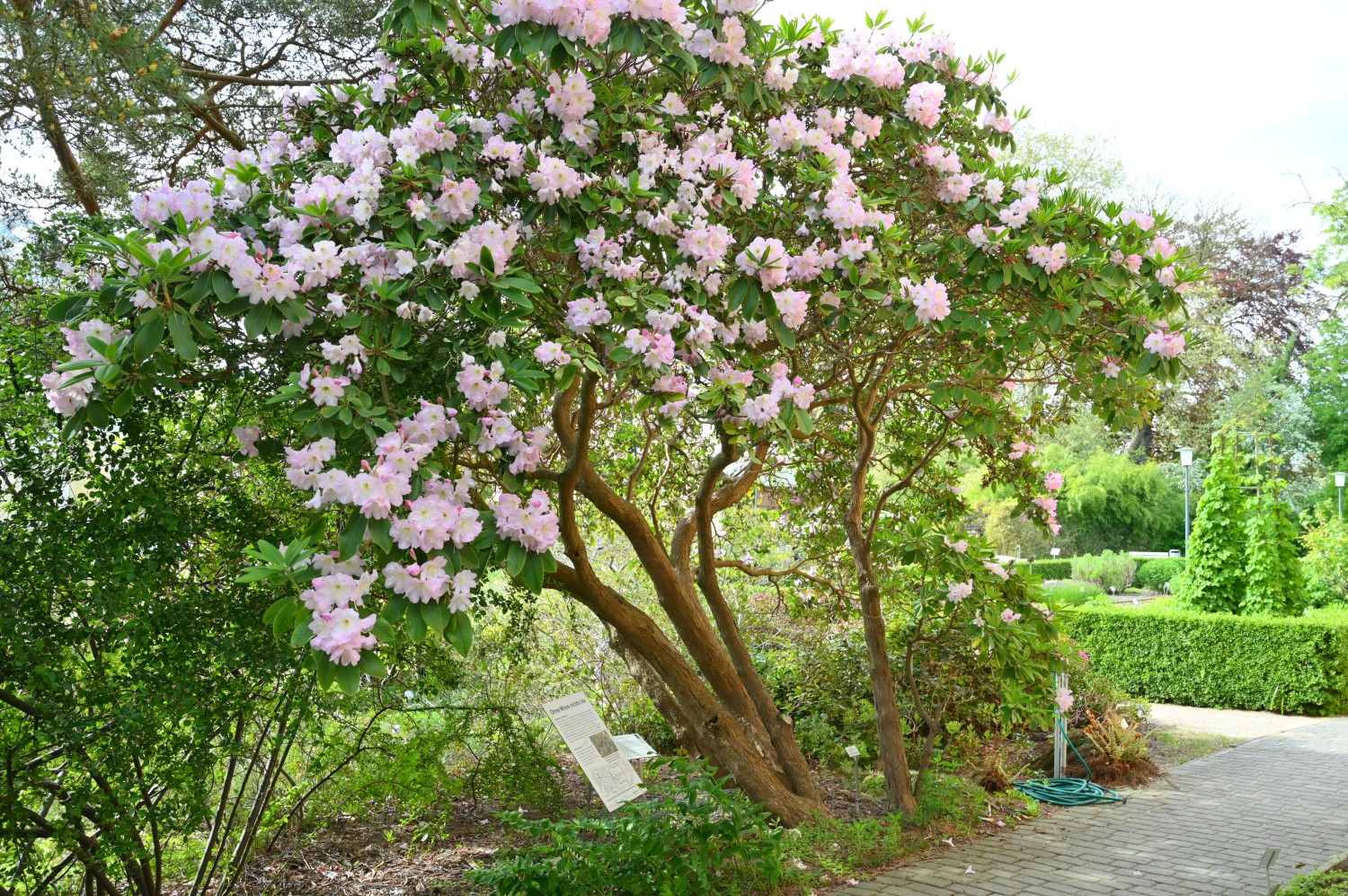 Rhododendron fortunei - Botanischer Garten Greifswald - Mai 2024