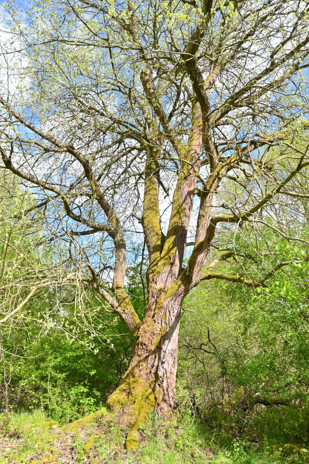 Salix caprea - Wüstung Krüselin - April 2024