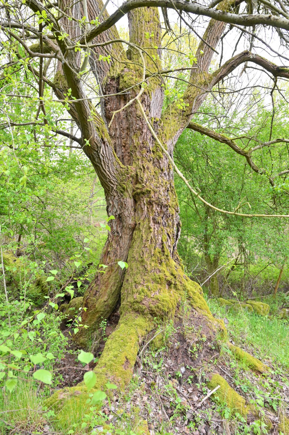 Salix caprea - Wüstung Krüselin - April 2024