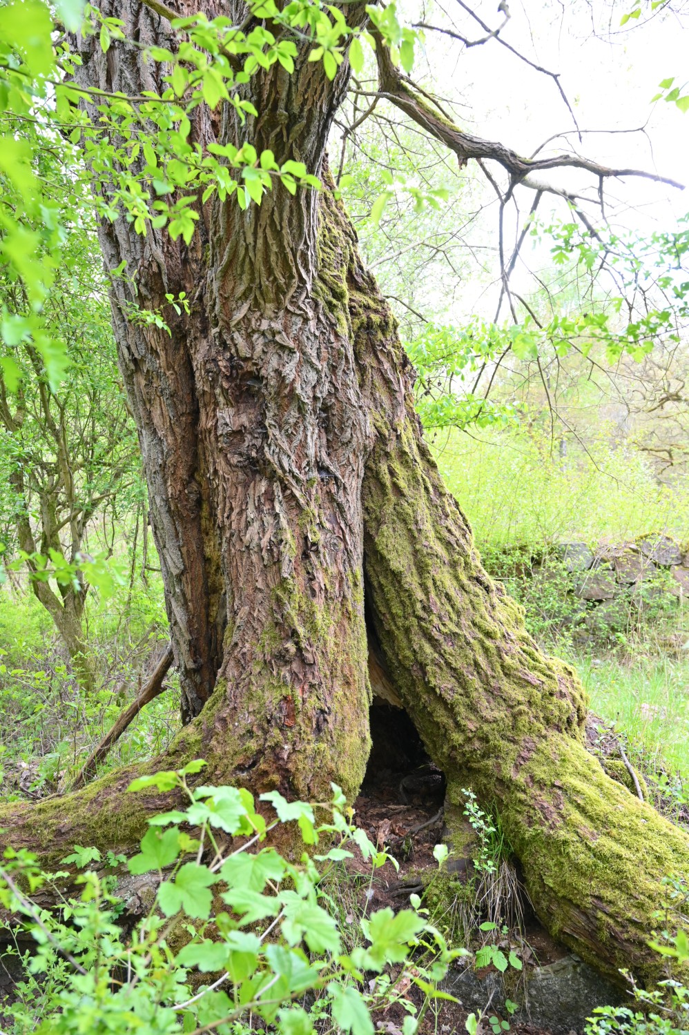 Salix caprea - Wüstung Krüselin - April 2024