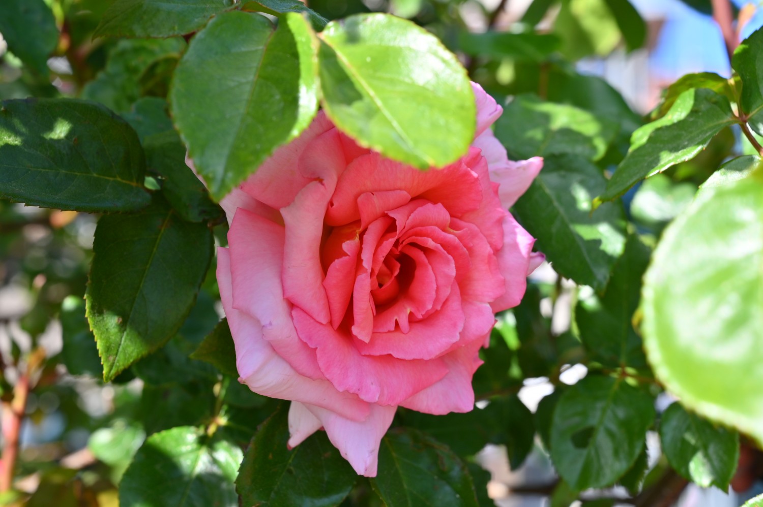 Rosa 'Compassion' - zweiter Strauch, Wittenberge - Mai 2024