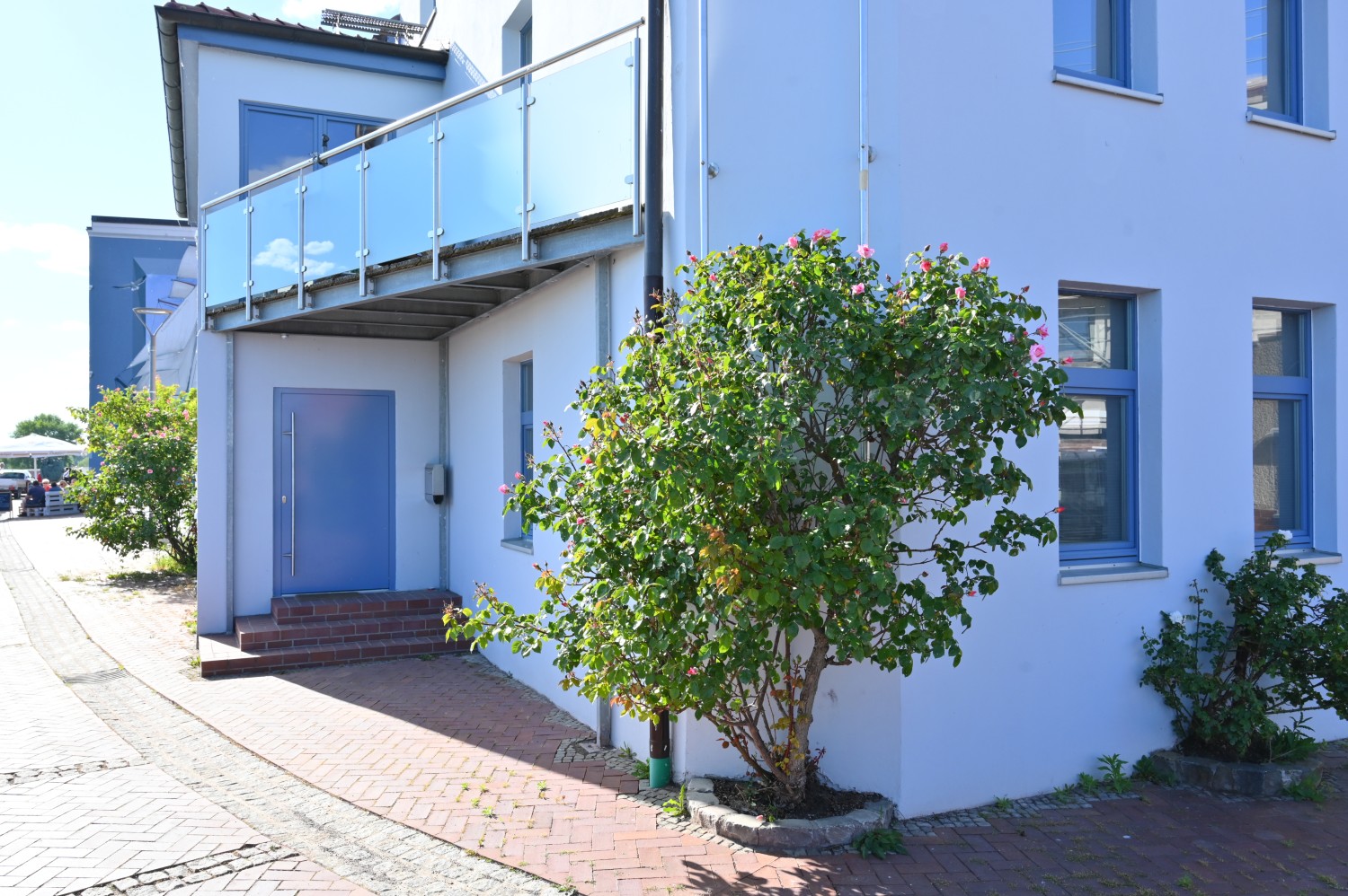 Rosa 'Compassion' - zweiter Strauch, Wittenberge - Mai 2024