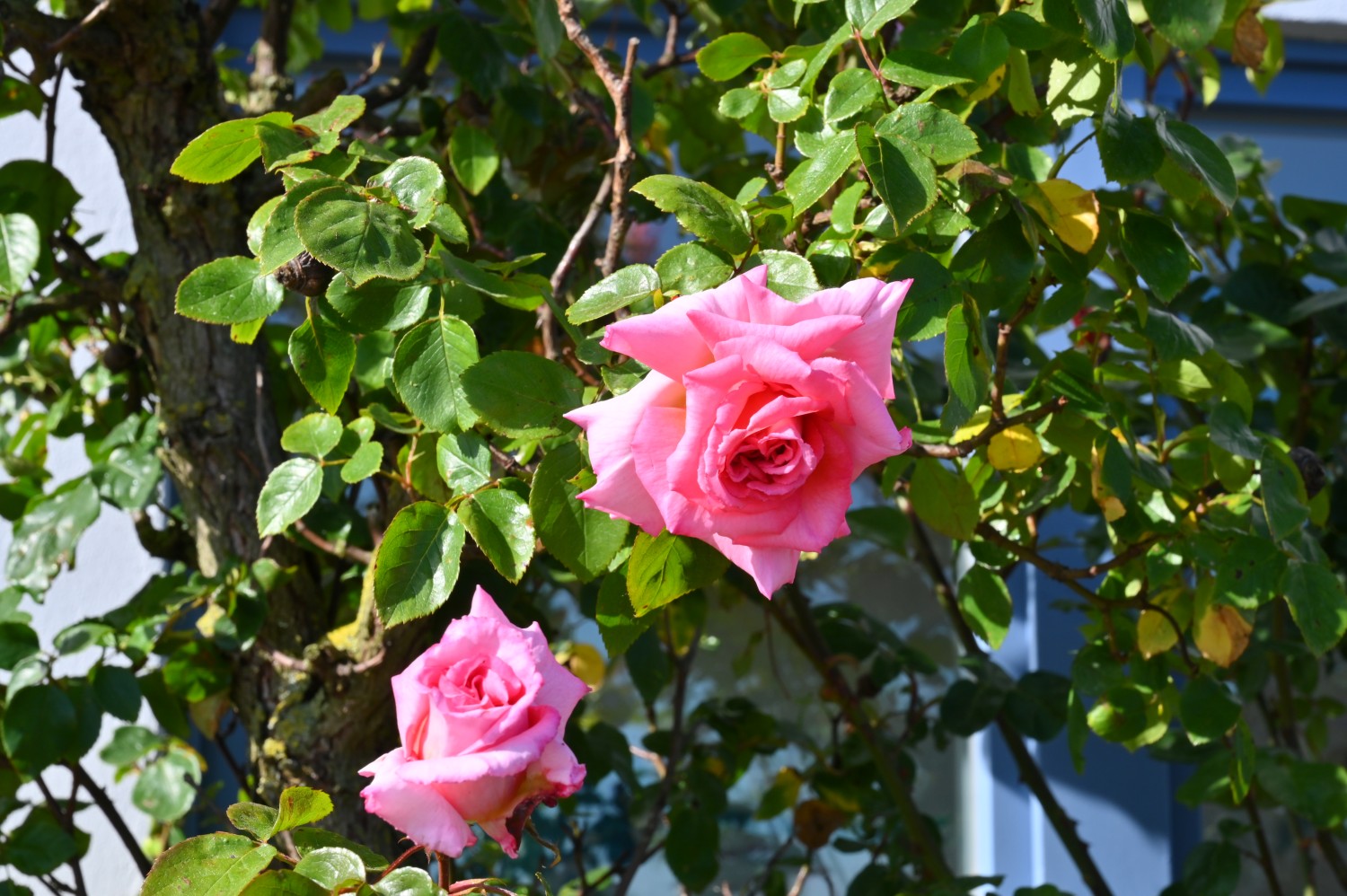 Rosa 'Compassion' - erster Strauch, Wittenberge - Mai 2024