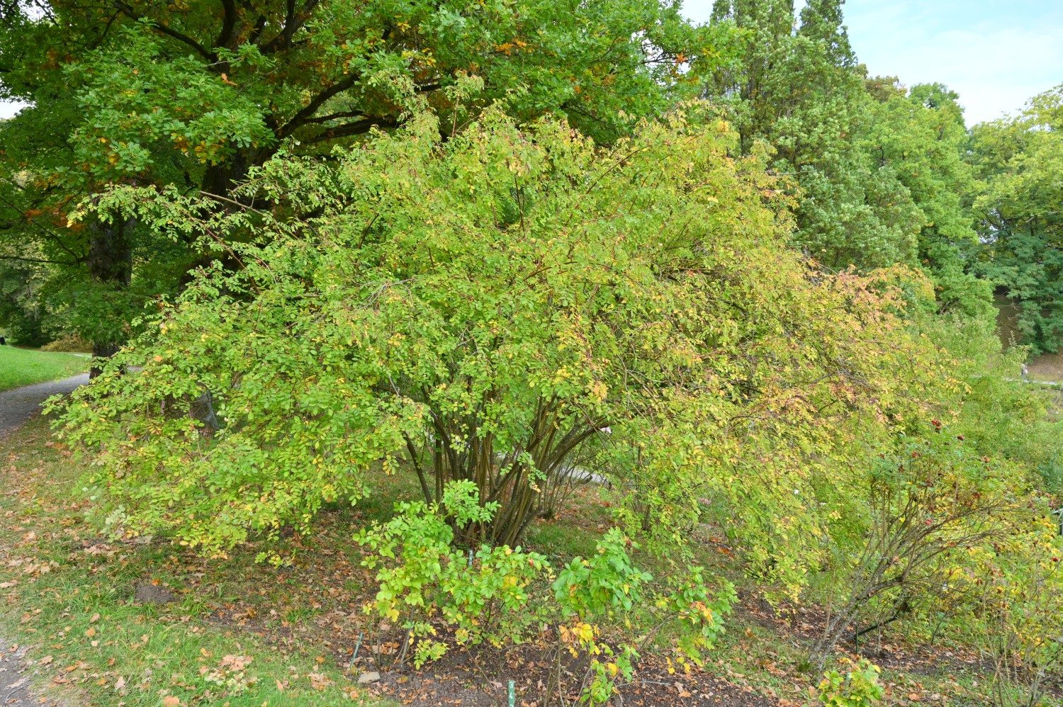 Rosa 'Mount Everest' - Bergpark Wilhelmshöhe - Oktober 2021