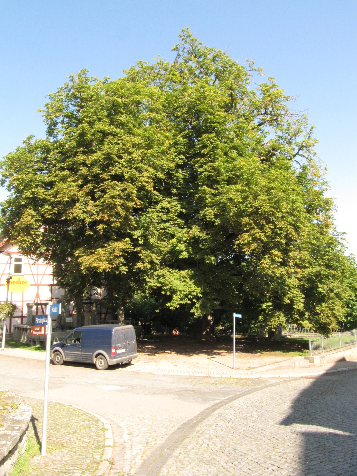 Aesculus hippocastanum - Ebeleben - Sept. 2021