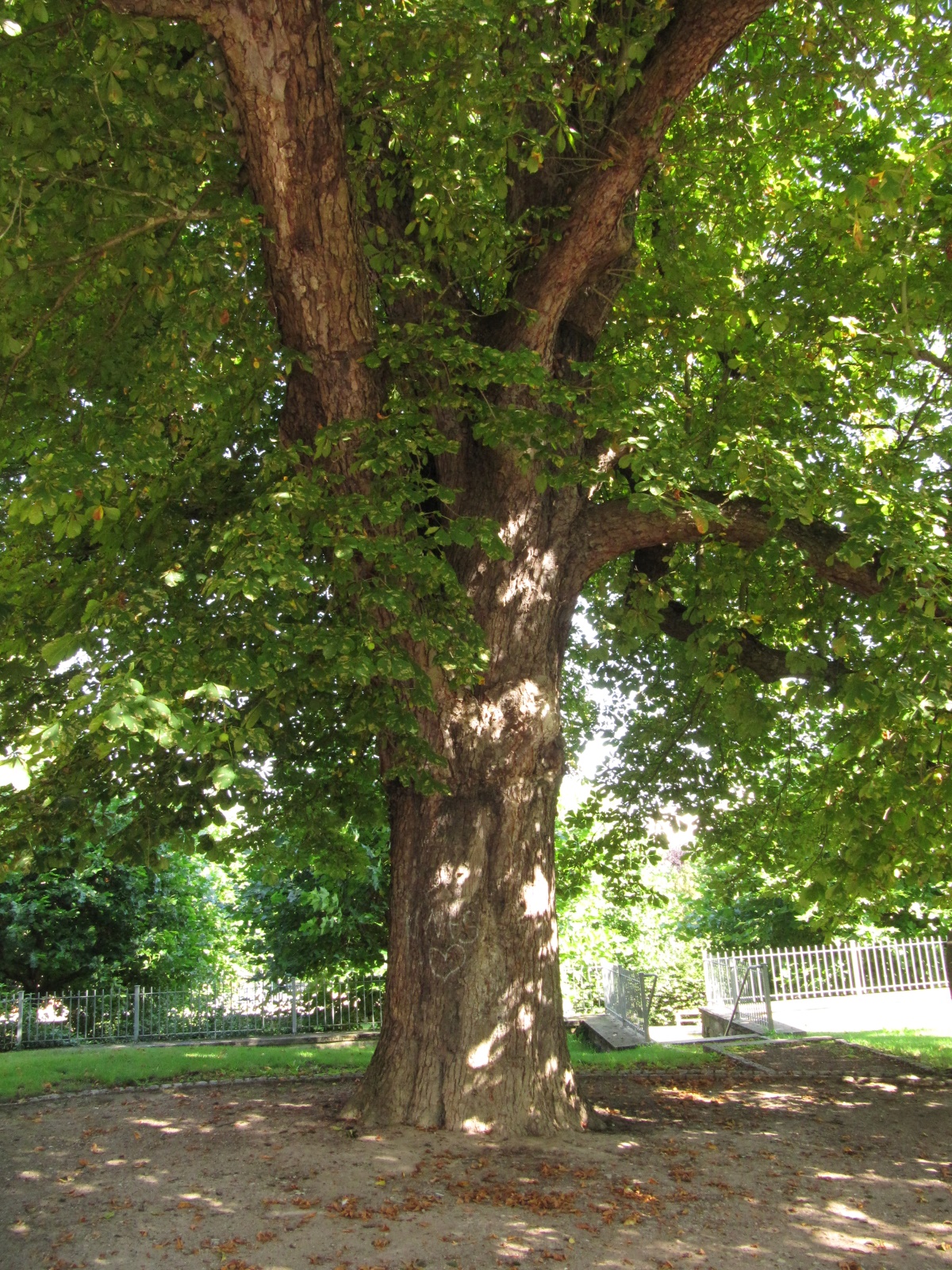Aesculus hippocastanum - Ebeleben - Sept. 2021