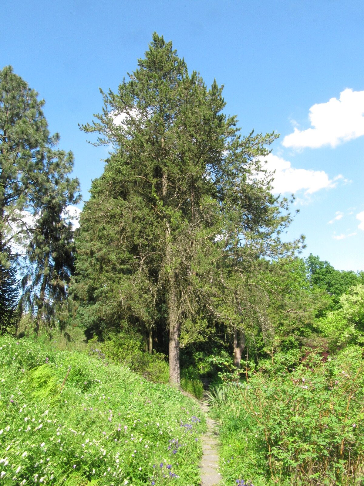 Pinus banksiana - Bot. Garten Bochum - Mai 2024