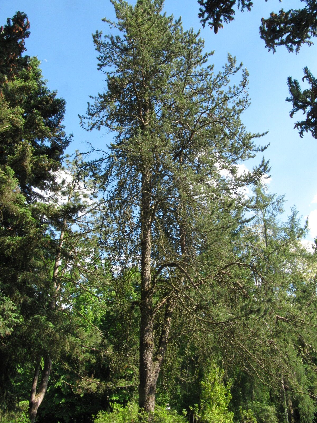 Pinus banksiana - Bot. Garten Bochum - Mai 2024