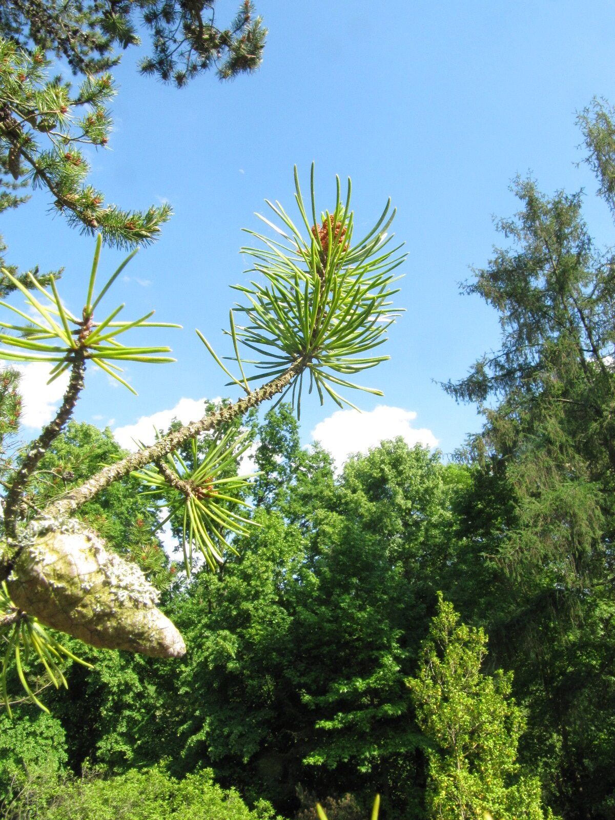 Pinus banksiana - Bot. Garten Bochum - Mai 2024