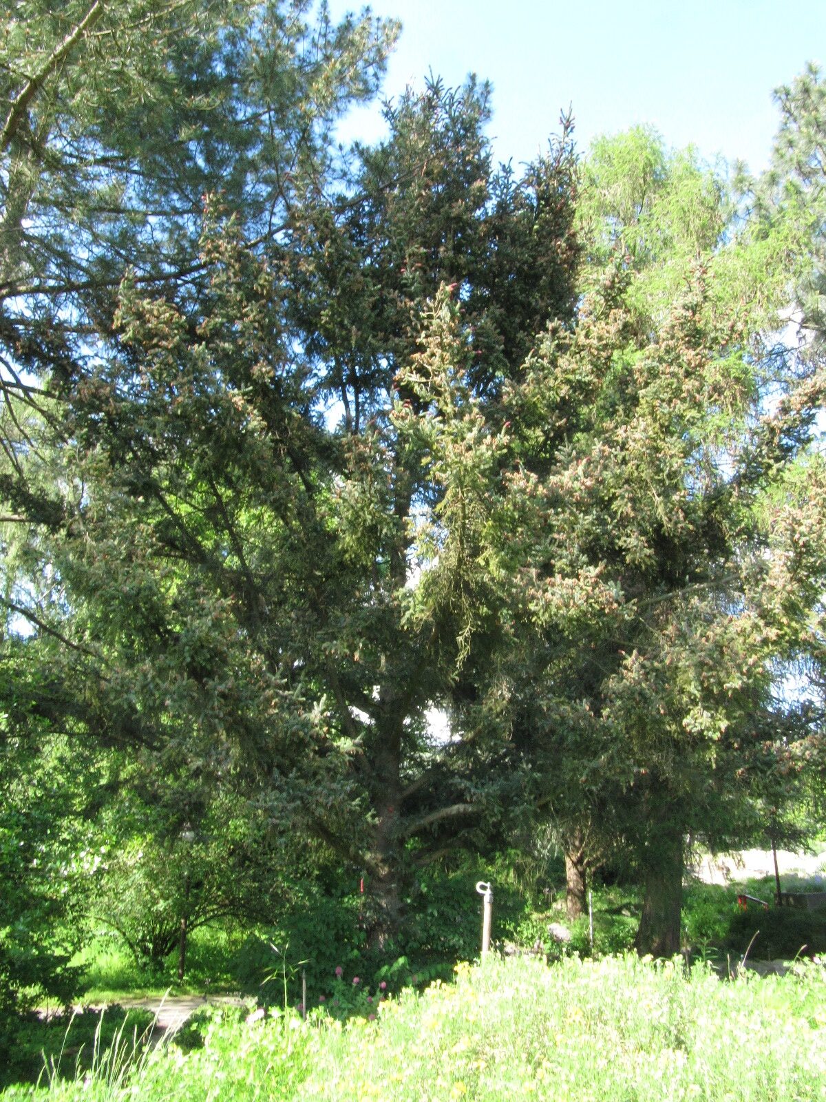 Picea alcoquiana - Bot. Garten Bochum - Mai 2024