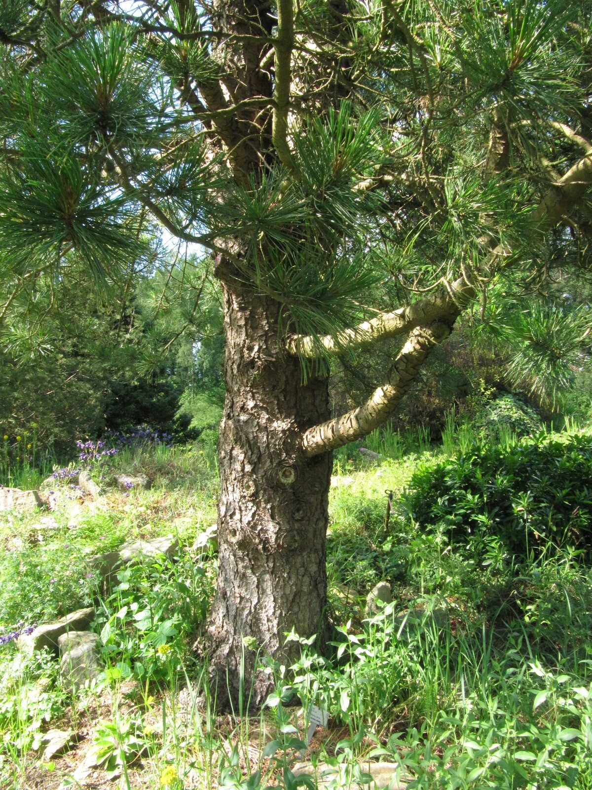 Pinus cembra - Bot. Garten Bochum - Mai 2024