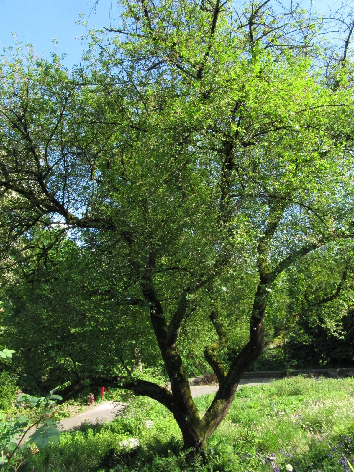 Prunus mahaleb - Bot. Garten Bochum - Mai 2024