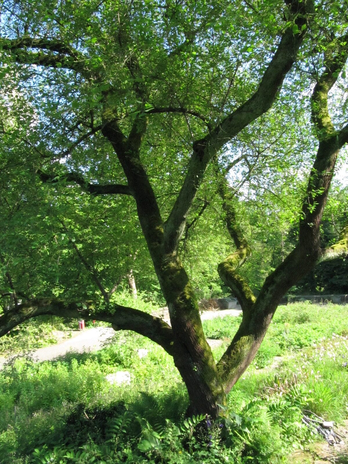 Prunus mahaleb - Bot. Garten Bochum - Mai 2024