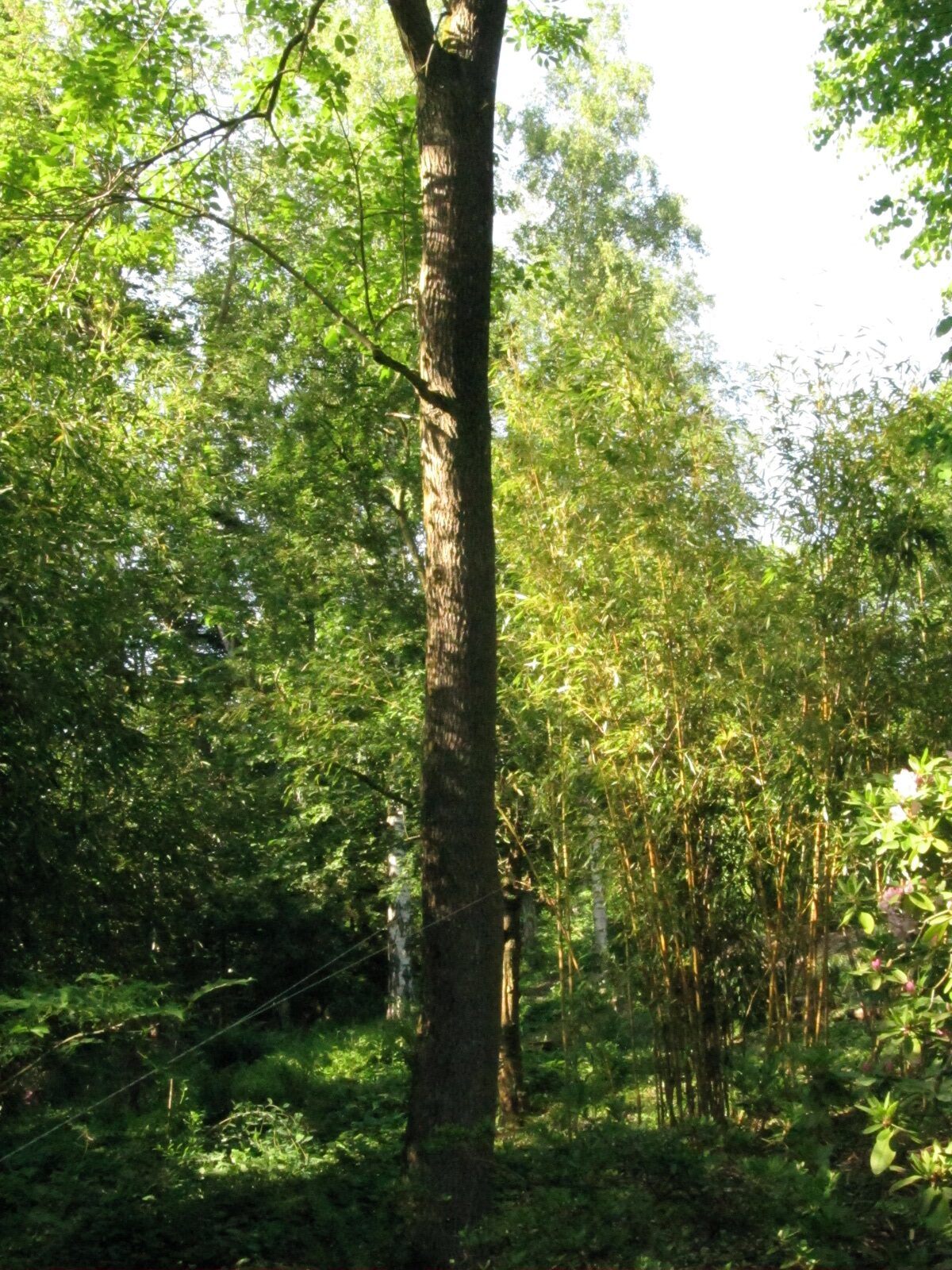 Fraxinus mandshurica - Bot. Garten Bochum - Mai 2024