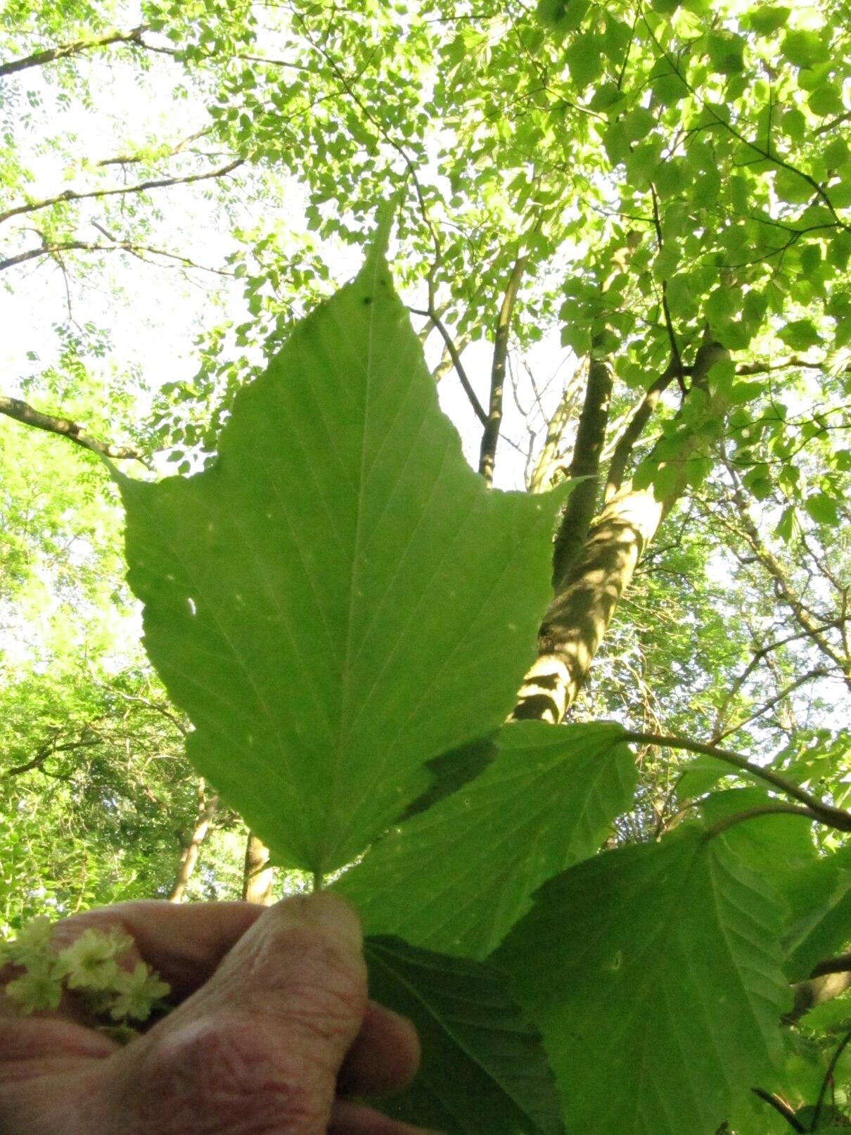 Acer rufinerve - Bot. Garten Bochum - Mai 2024