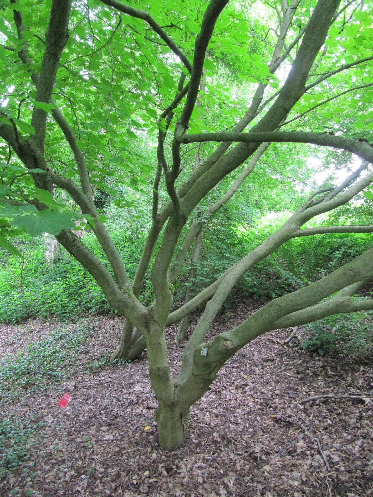 Acer sieboldianum - Bot. Garten Bochum - Juni 2024