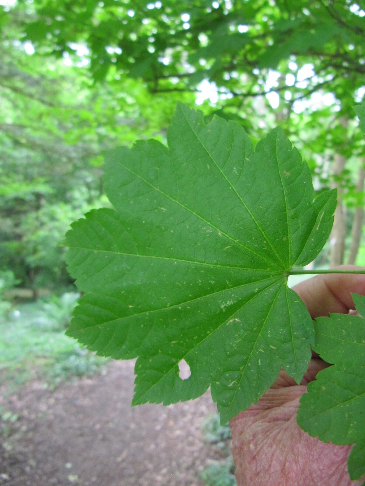 Acer sieboldianum - Bot. Garten Bochum - Juni 2024