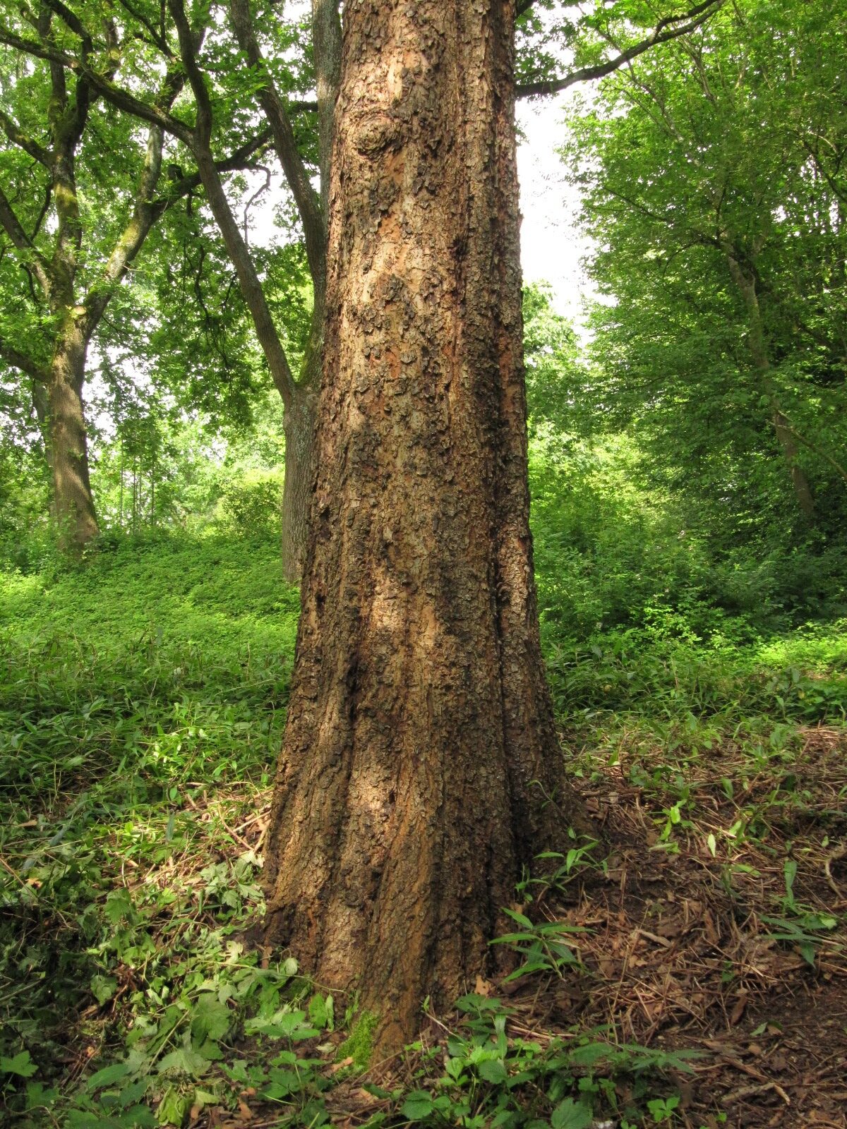 Ulmus parvifolia - Bot. Garten Bochum - Juni 2024