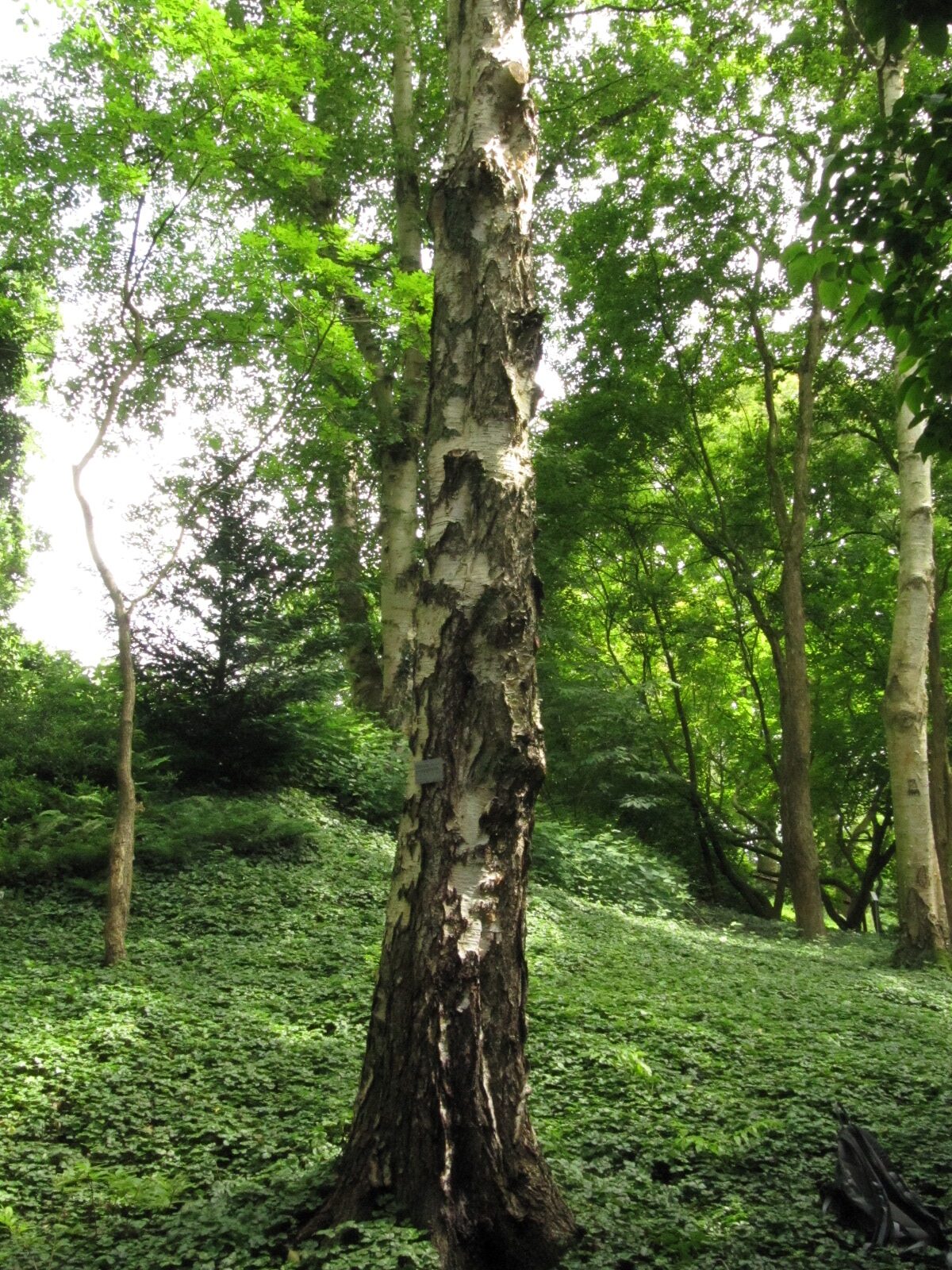 Betula platyphylla - Bot. Garten Bochum - Juni 2024