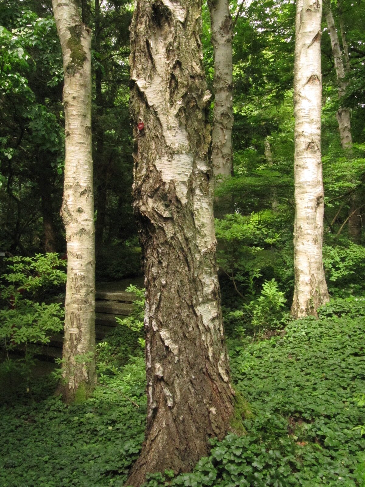 Betula platyphylla - Bot. Garten Bochum - Juni 2024