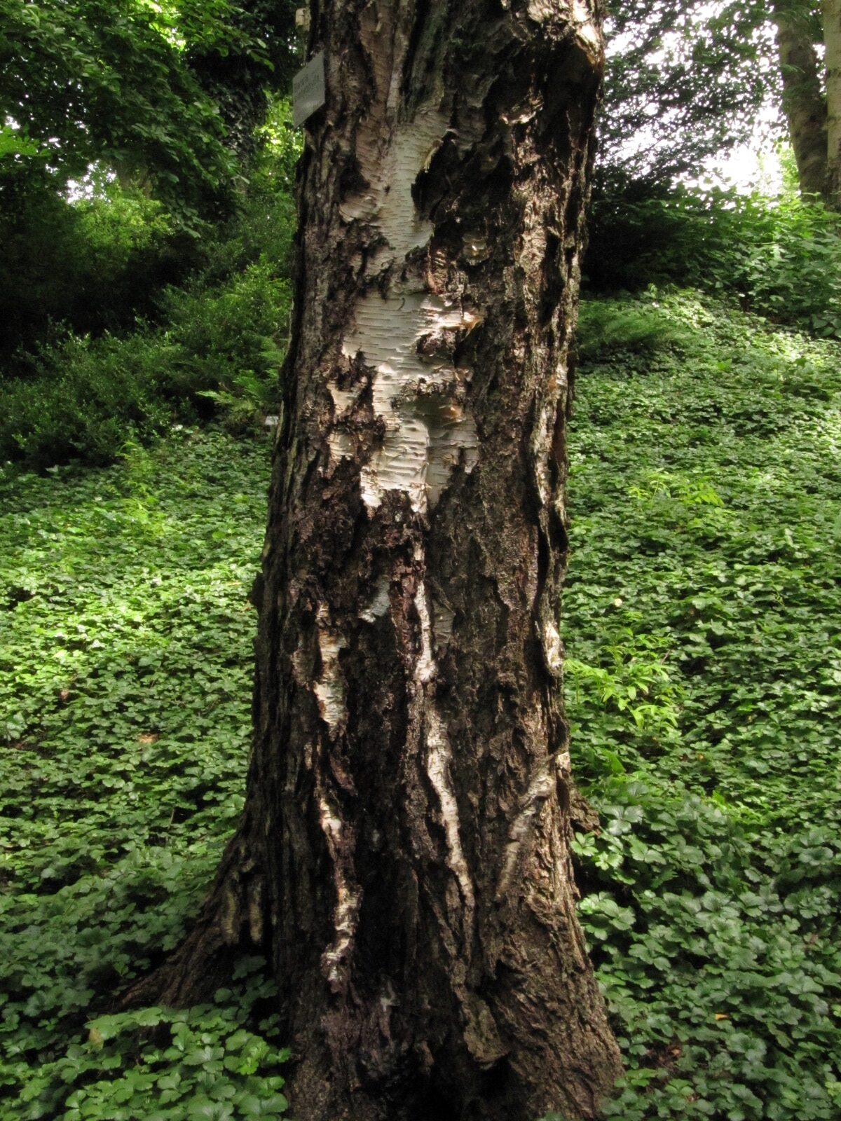 Betula platyphylla - Bot. Garten Bochum - Juni 2024
