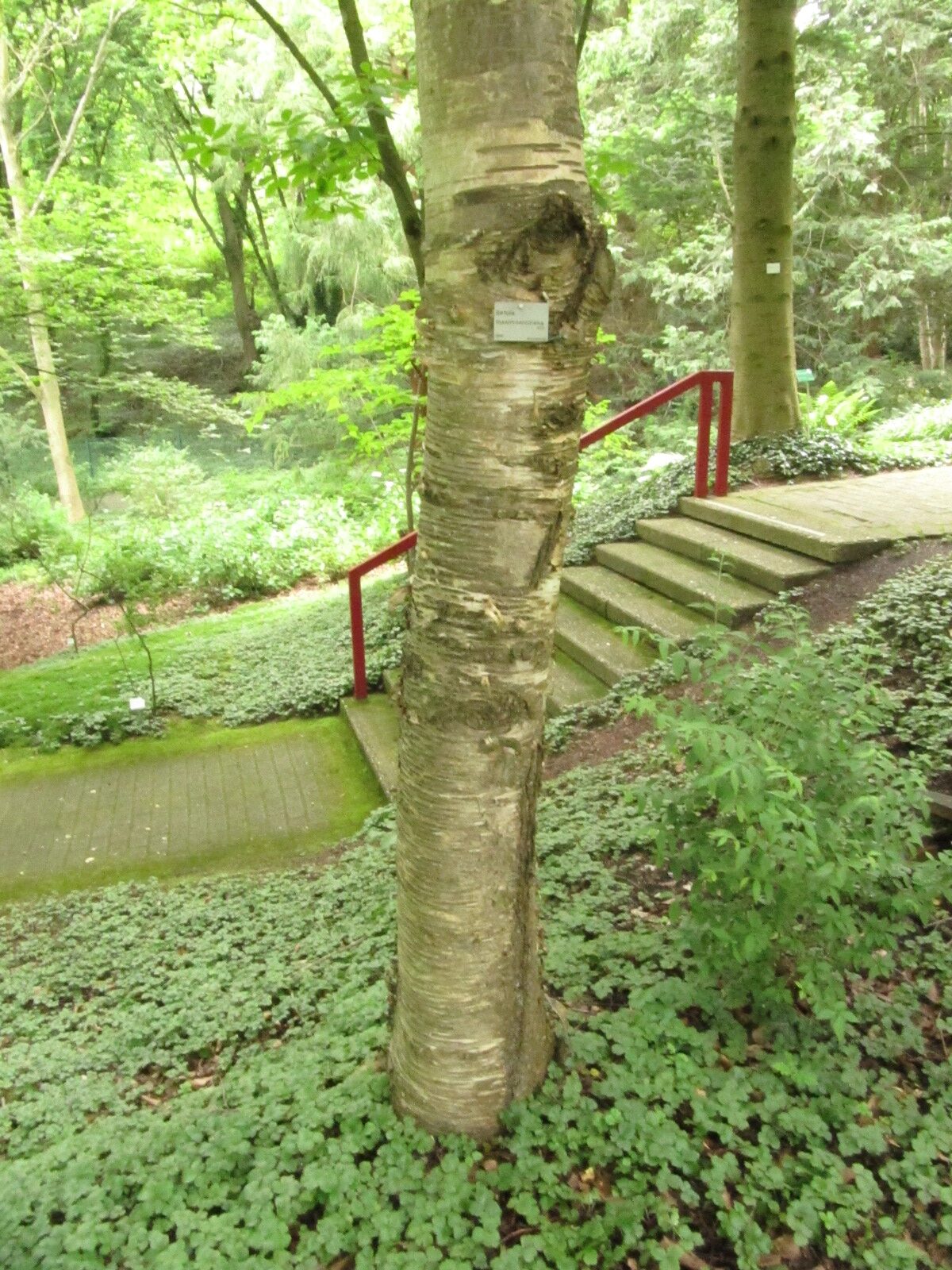 Betula maximowicziana - Bot. Garten Bochum - Juni 2024