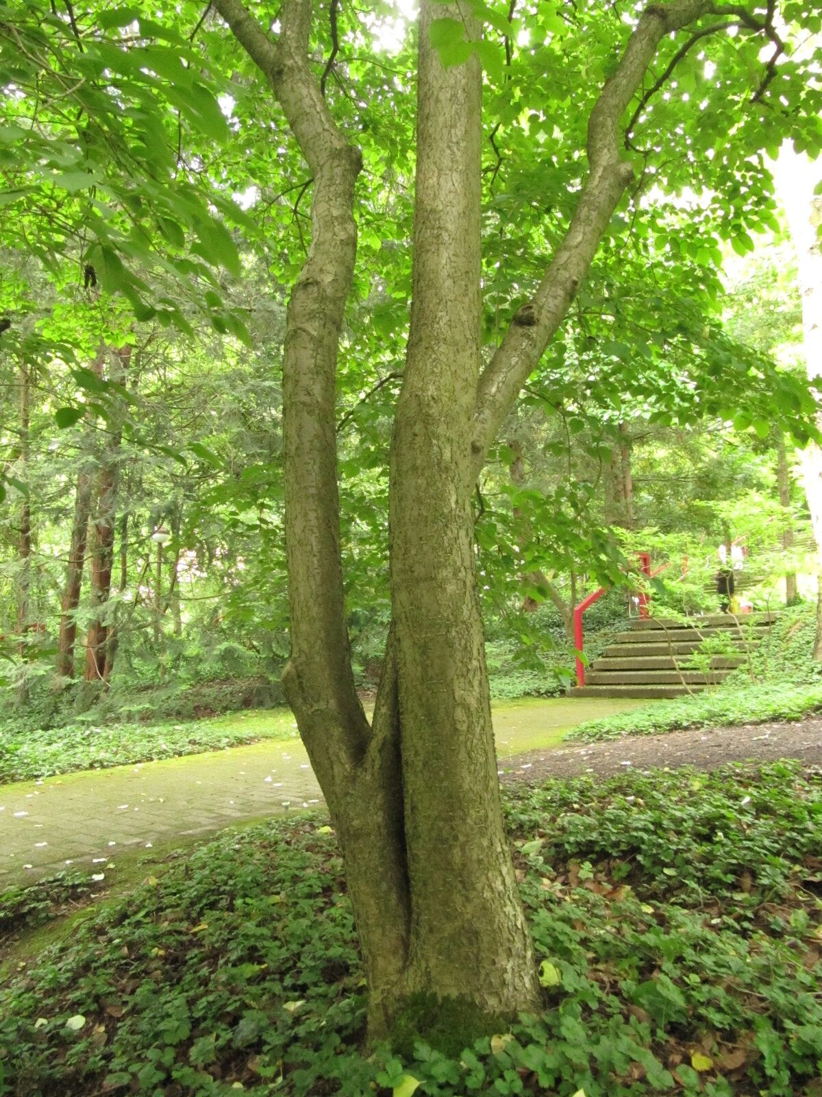 Syringa reticulata subsp. amurensis - Bot. Garten Bochum - Juni 2024